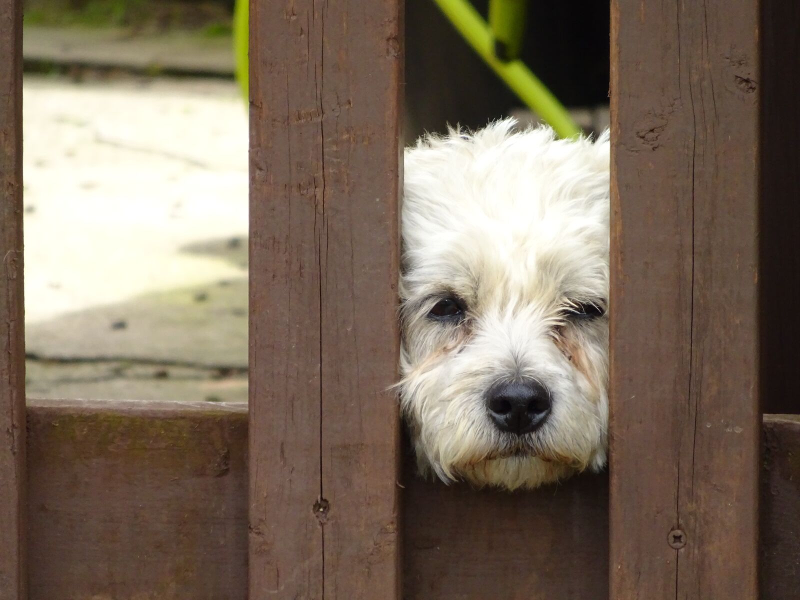 Sony Cyber-shot DSC-WX350 sample photo. Dog, cute, cute dog photography