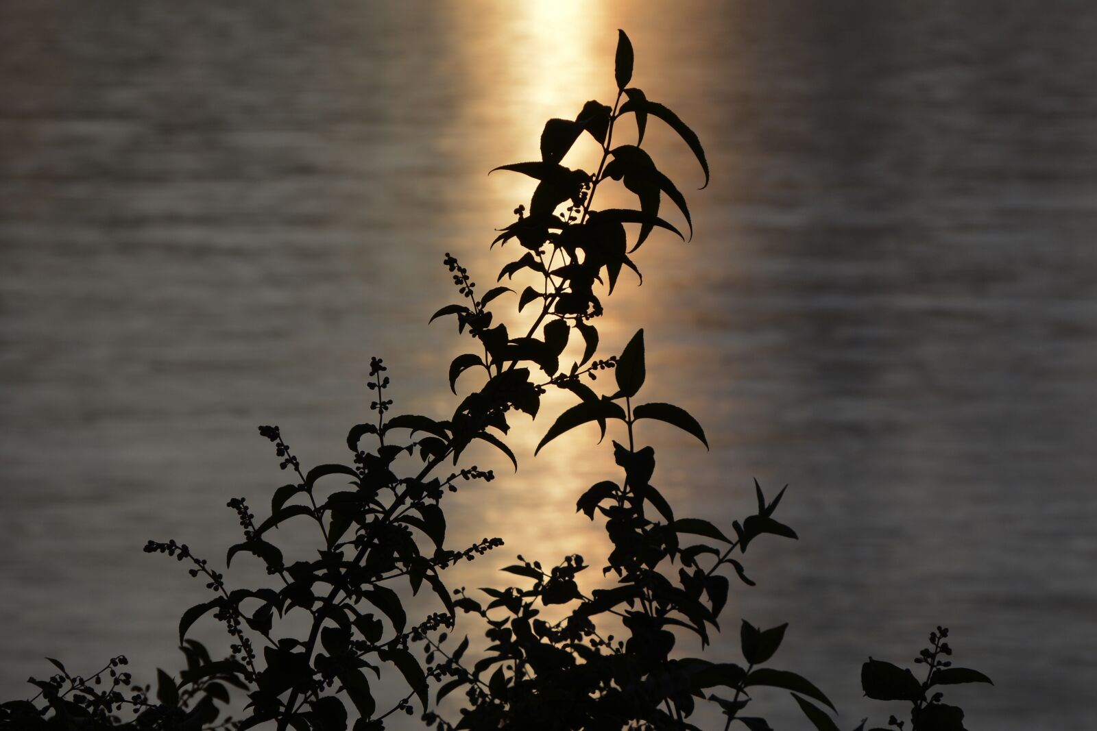Nikon D7100 sample photo. Water, bush, leaves photography