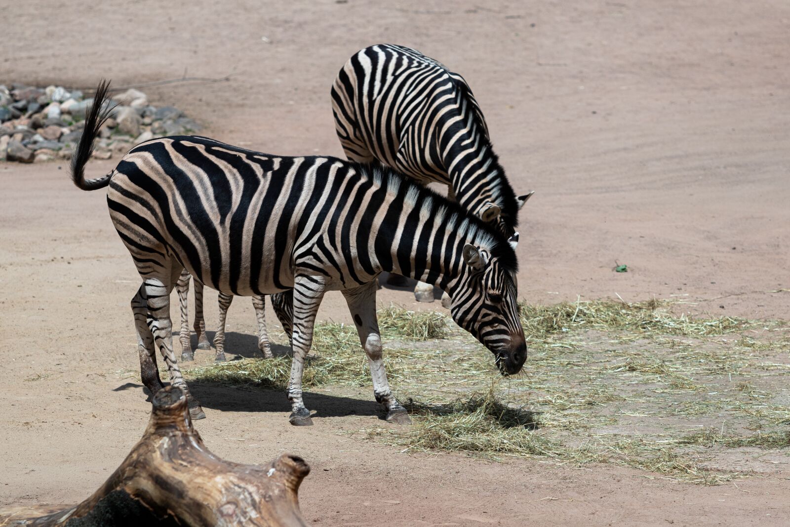 Canon EOS 80D + Canon EF 70-200mm F2.8L USM sample photo. Zebra, animal, africa photography
