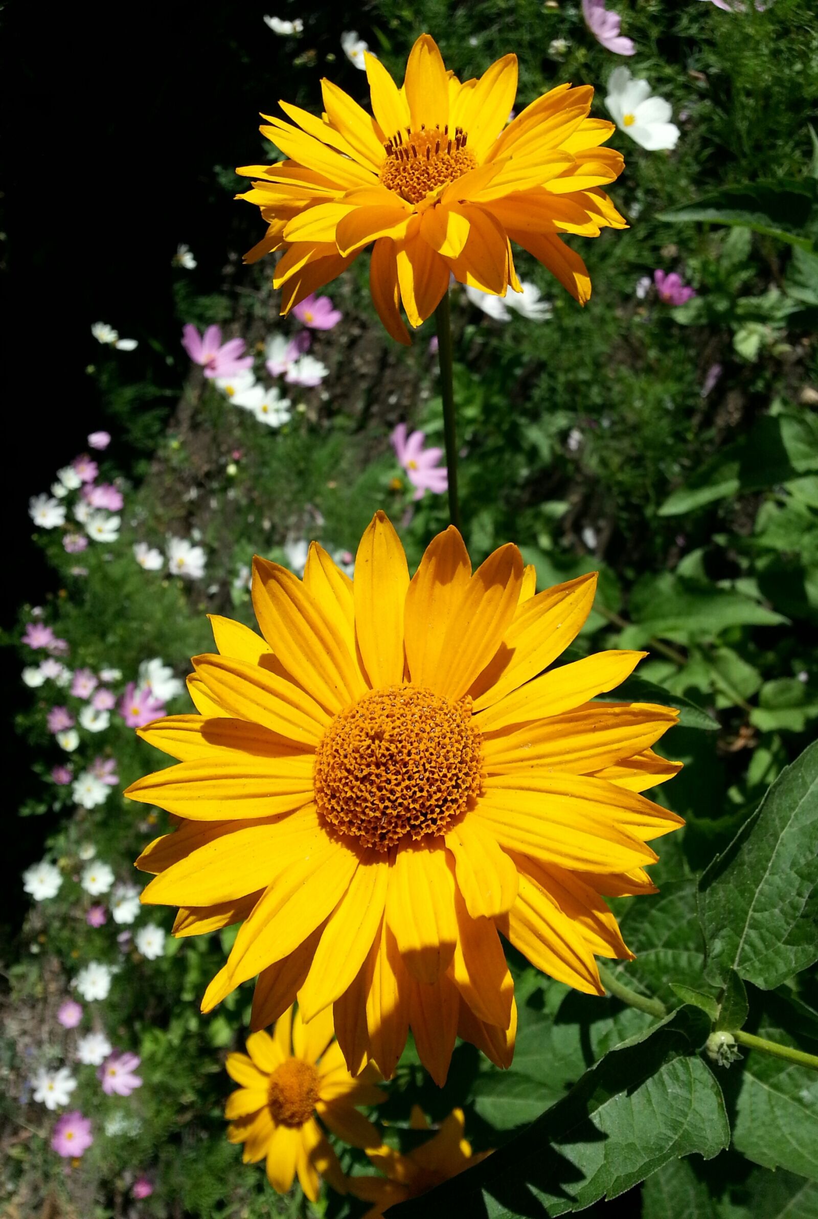 Samsung Galaxy S3 sample photo. Flowers, yellow, petals photography