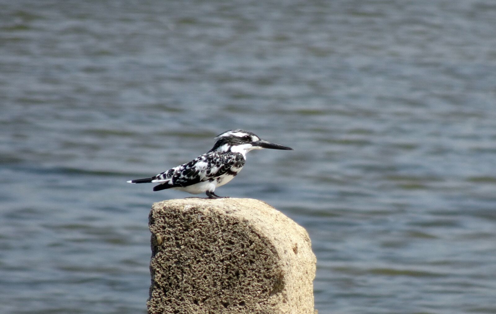 Sony Cyber-shot DSC-HX90V sample photo. Kingfisher, pied kingfisher, ceryle photography