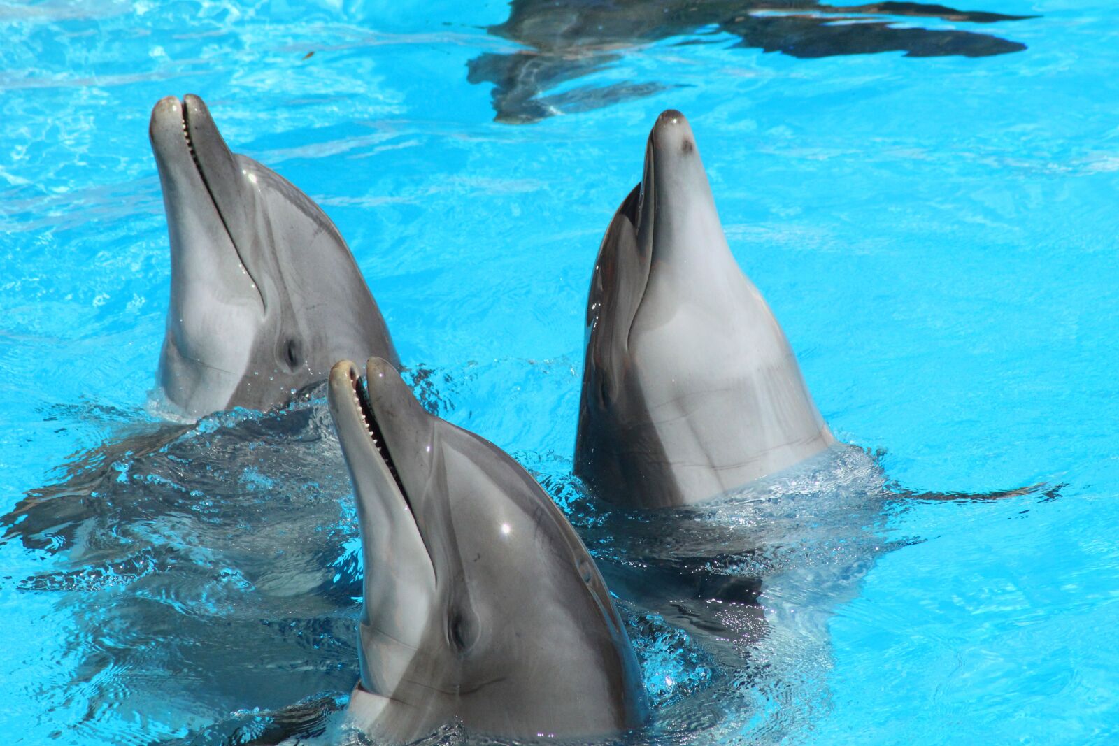 Canon EOS 1300D (EOS Rebel T6 / EOS Kiss X80) sample photo. Dolphin, water, animal photography