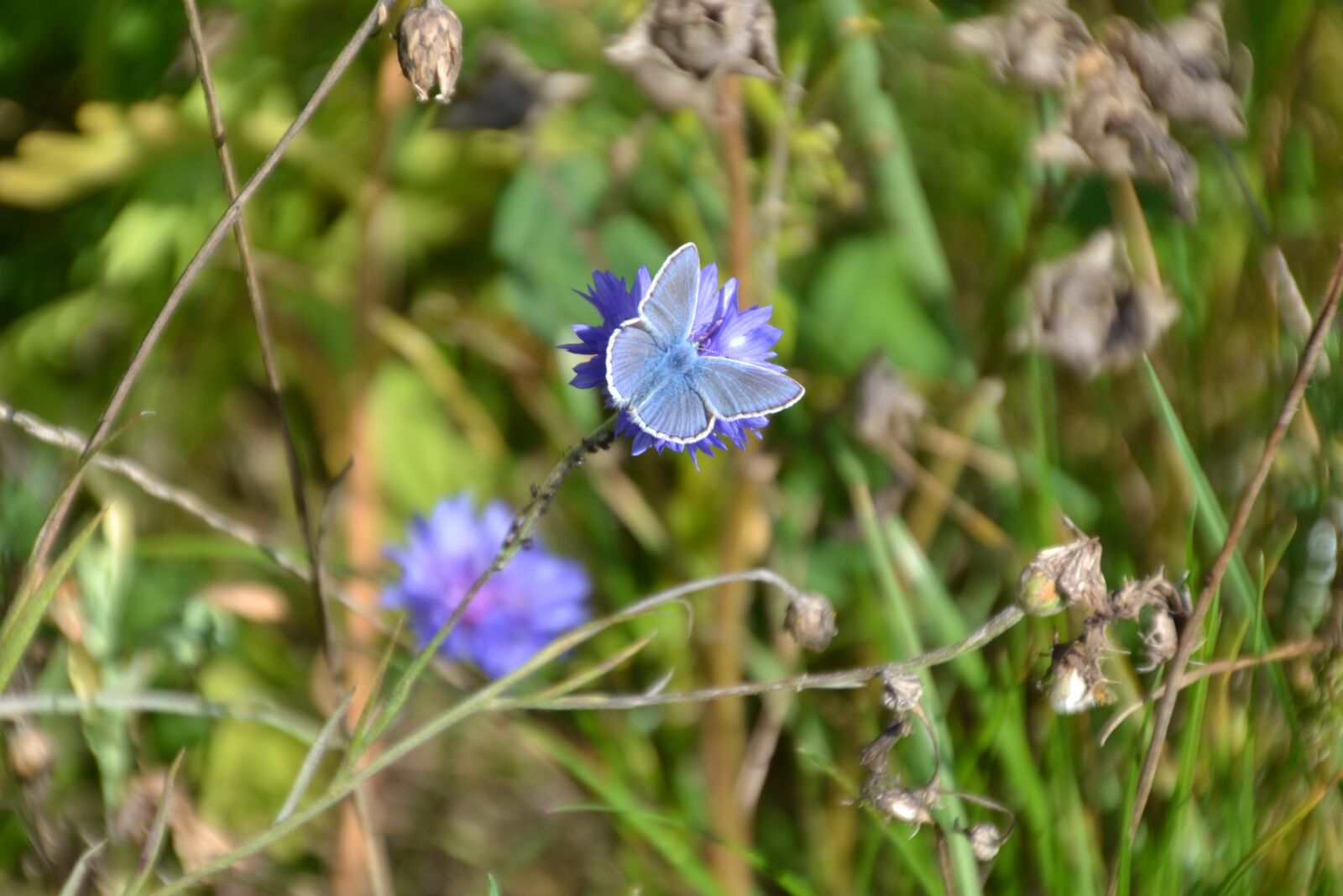 Nikon D3100 sample photo. Butterfly, common blue, meadow photography