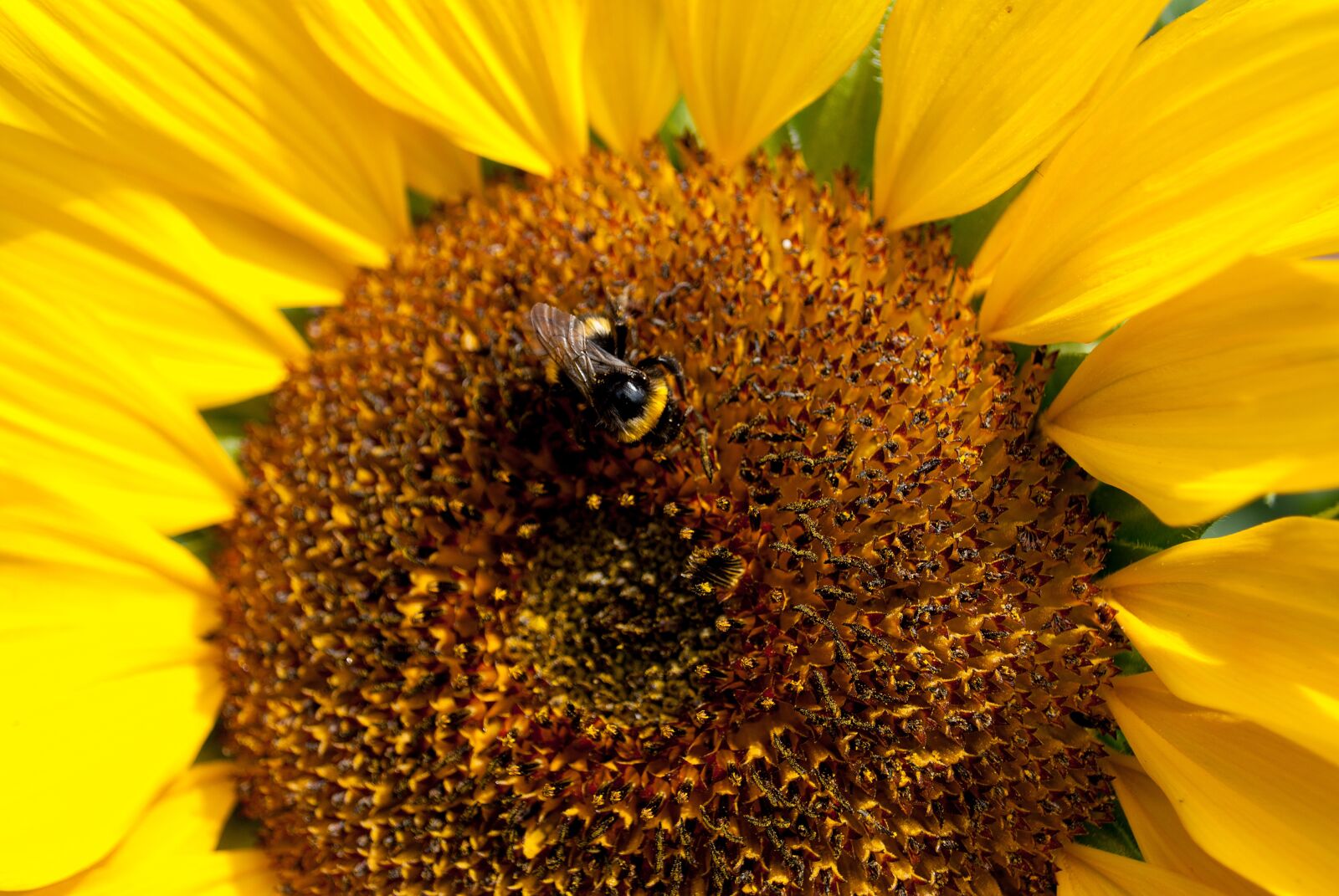 Nikon D3000 sample photo. Sunflower, bumblebee, flower photography