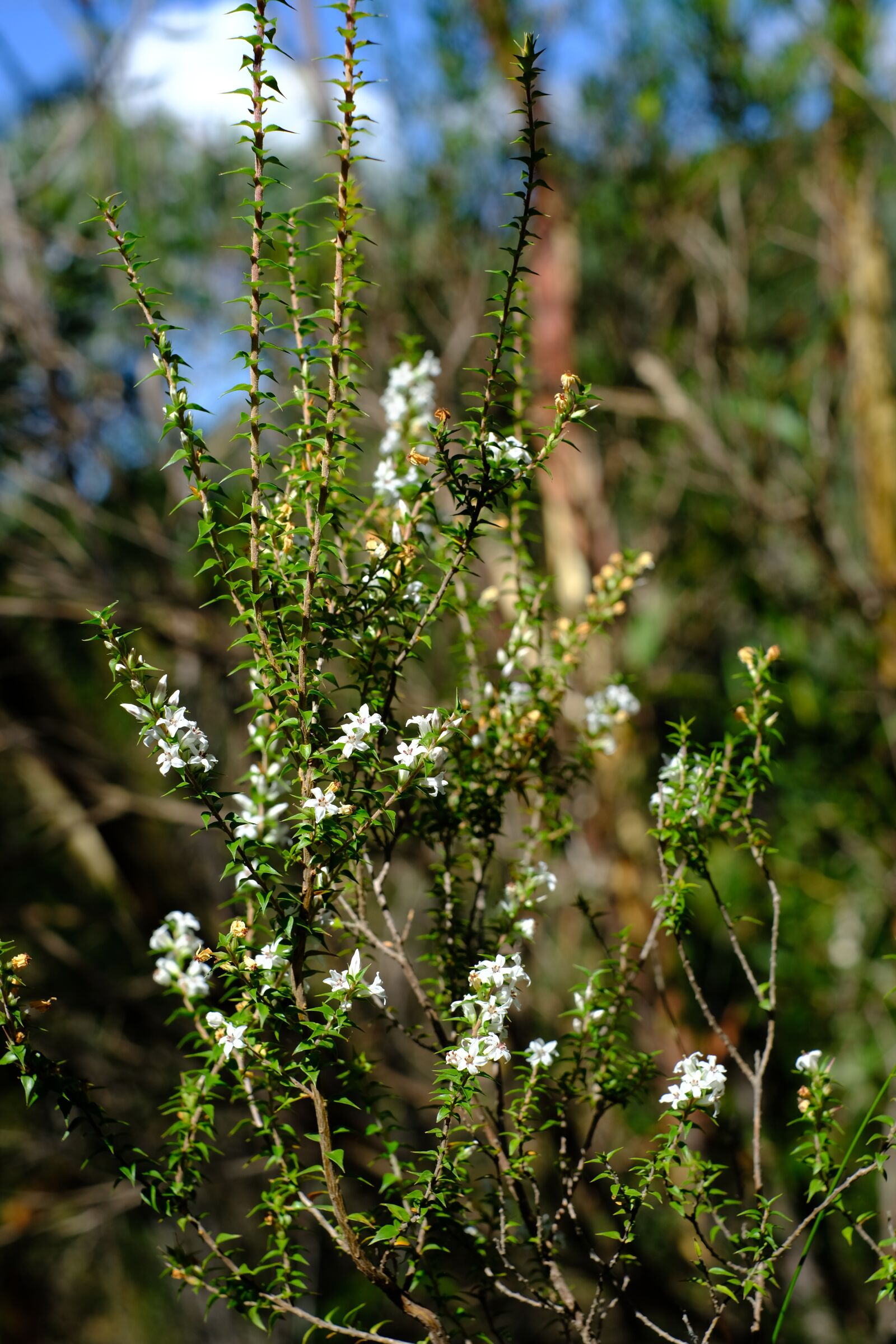 Fujifilm X-T2 + Fujifilm XF 35mm F1.4 R sample photo. Bush, blossom, bloom photography