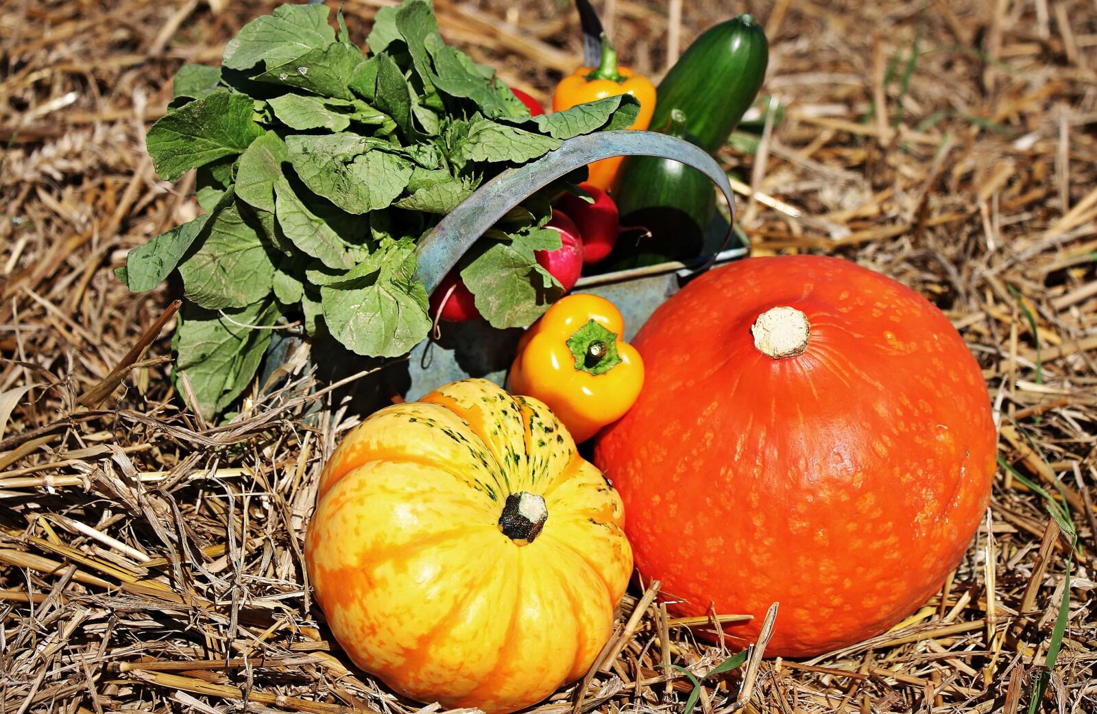 Canon EOS 550D (EOS Rebel T2i / EOS Kiss X4) sample photo. Leaf, vegetable, pumpkin, food photography