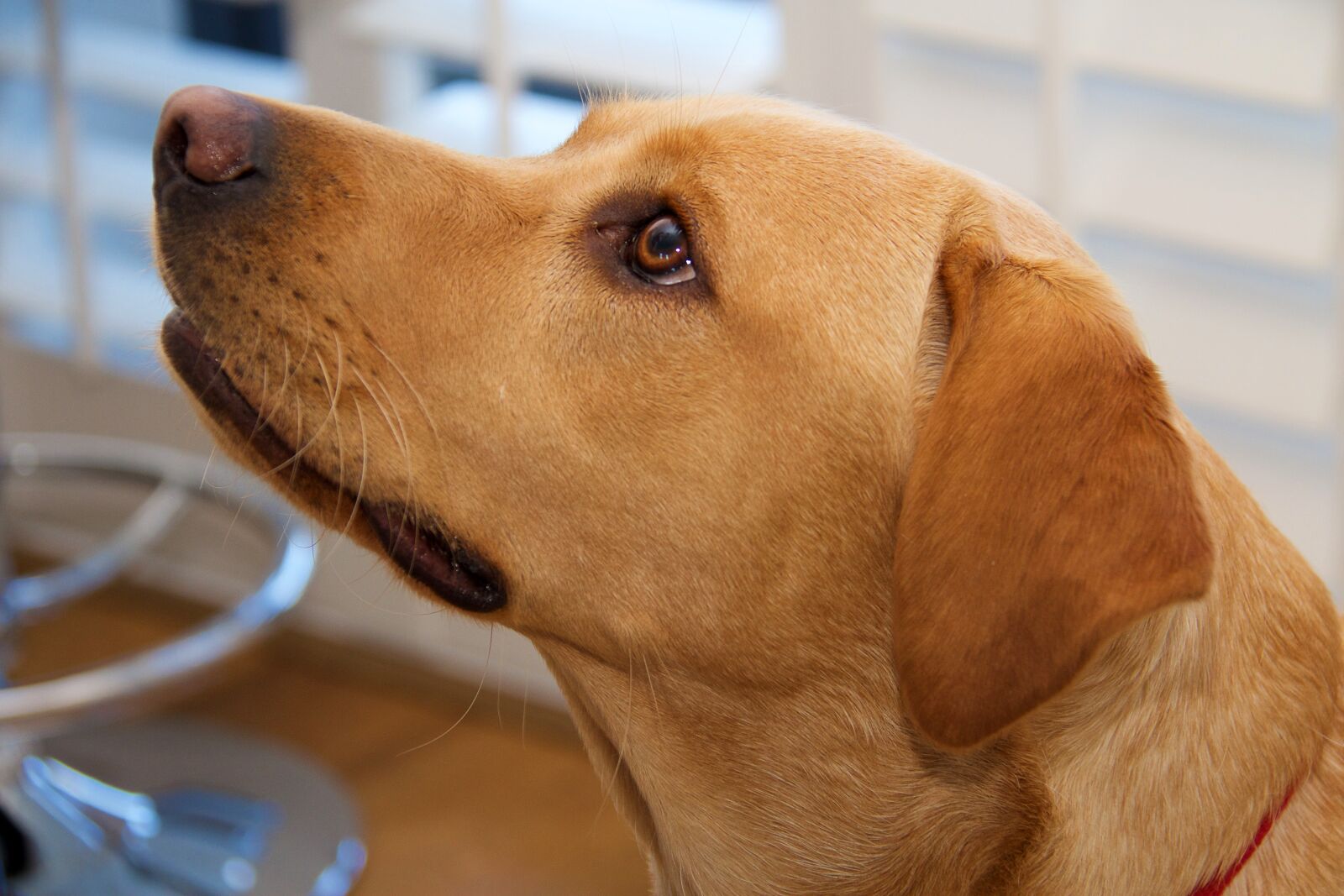 Canon EF-S 18-200mm F3.5-5.6 IS sample photo. Labrador, yellow, pet photography