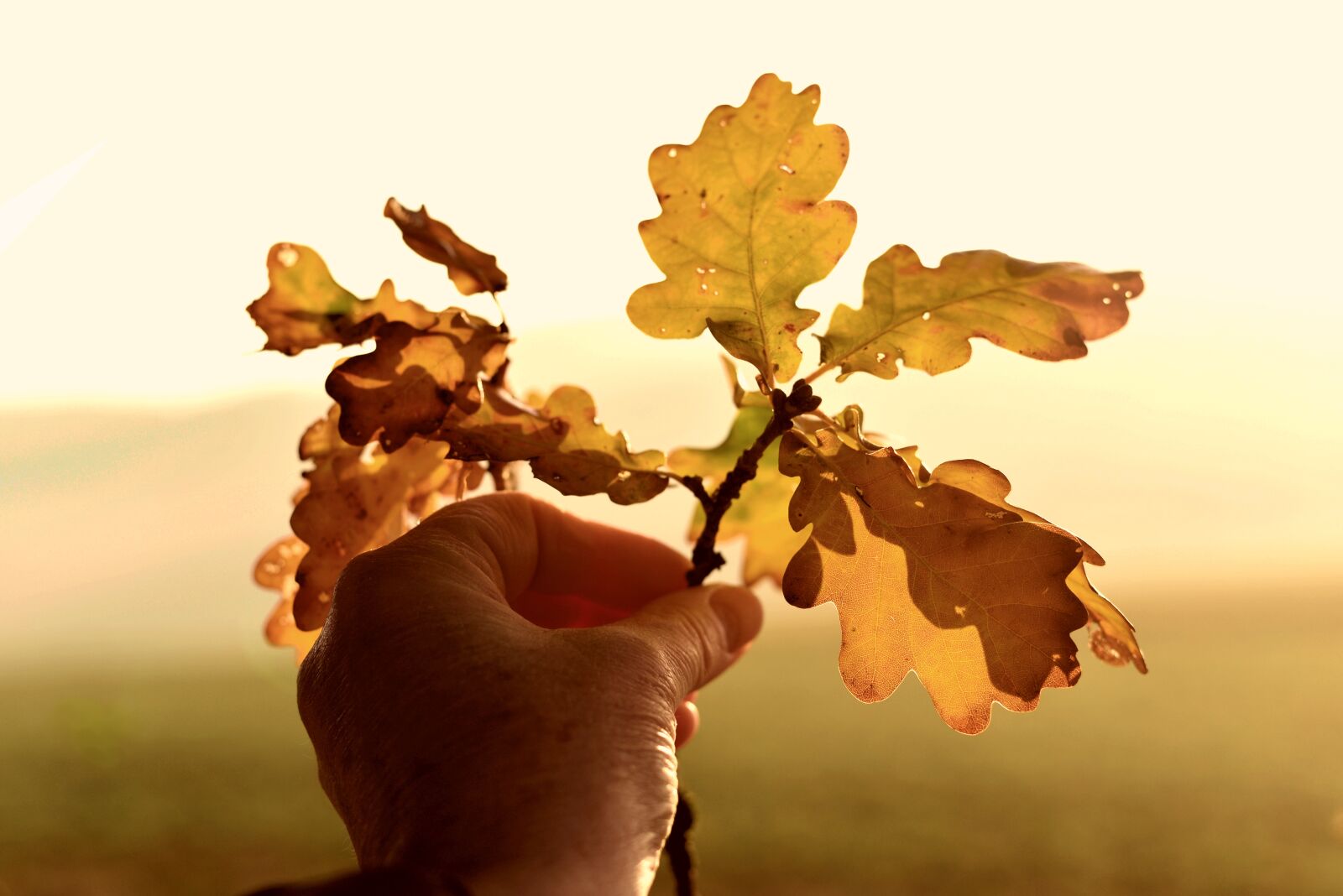 Nikon D610 sample photo. Connection, human, nature photography