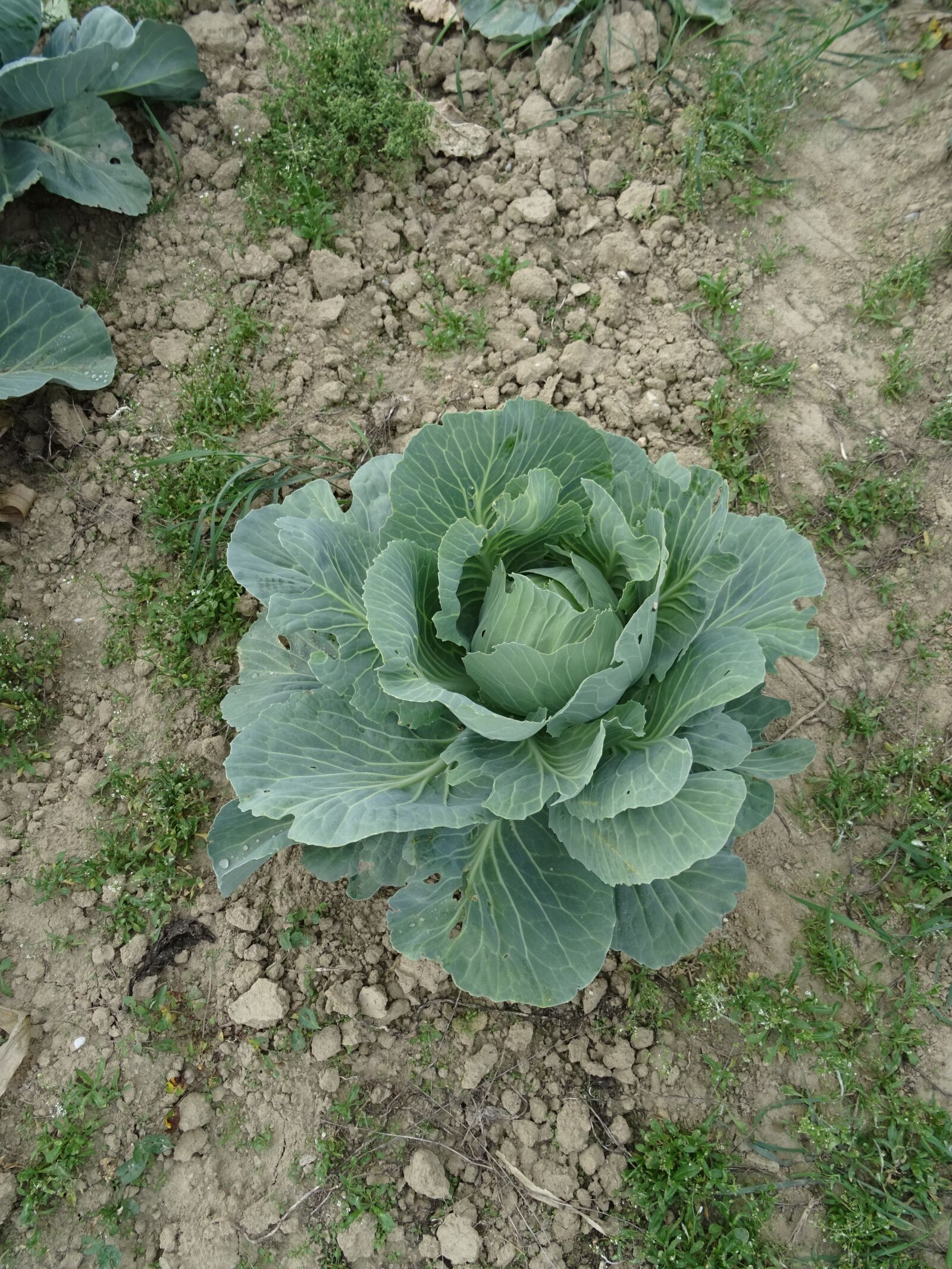 Sony DSC-HX60 sample photo. Kohl, herb, eat photography