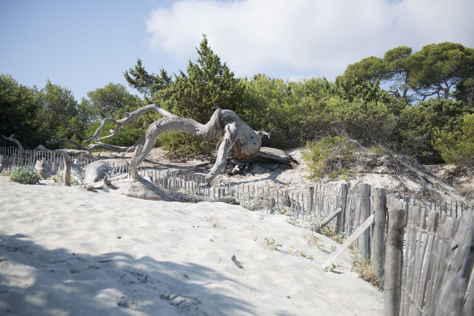 Nikon D800 sample photo. Saleccia, beach, corsican photography