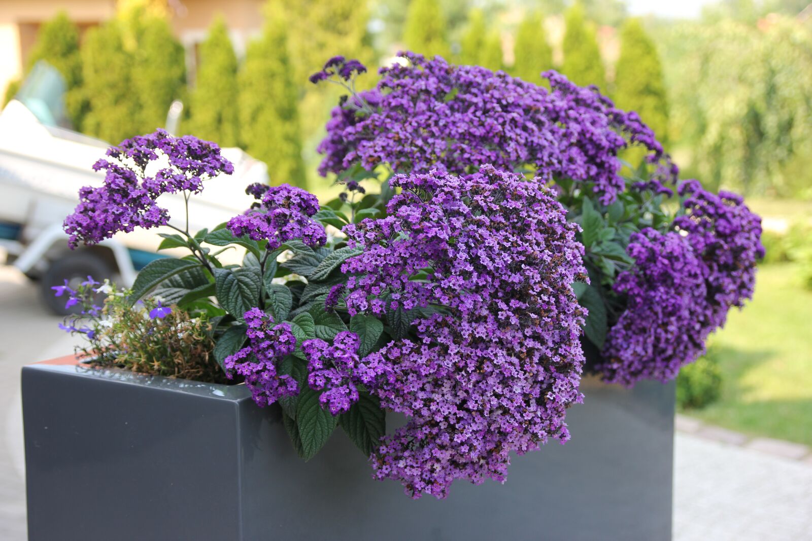 Canon EOS 60D sample photo. Flower, plant photography