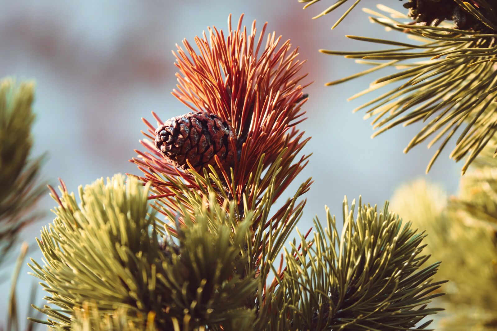 Canon EOS 200D (EOS Rebel SL2 / EOS Kiss X9) sample photo. Pine, tap, pine cones photography