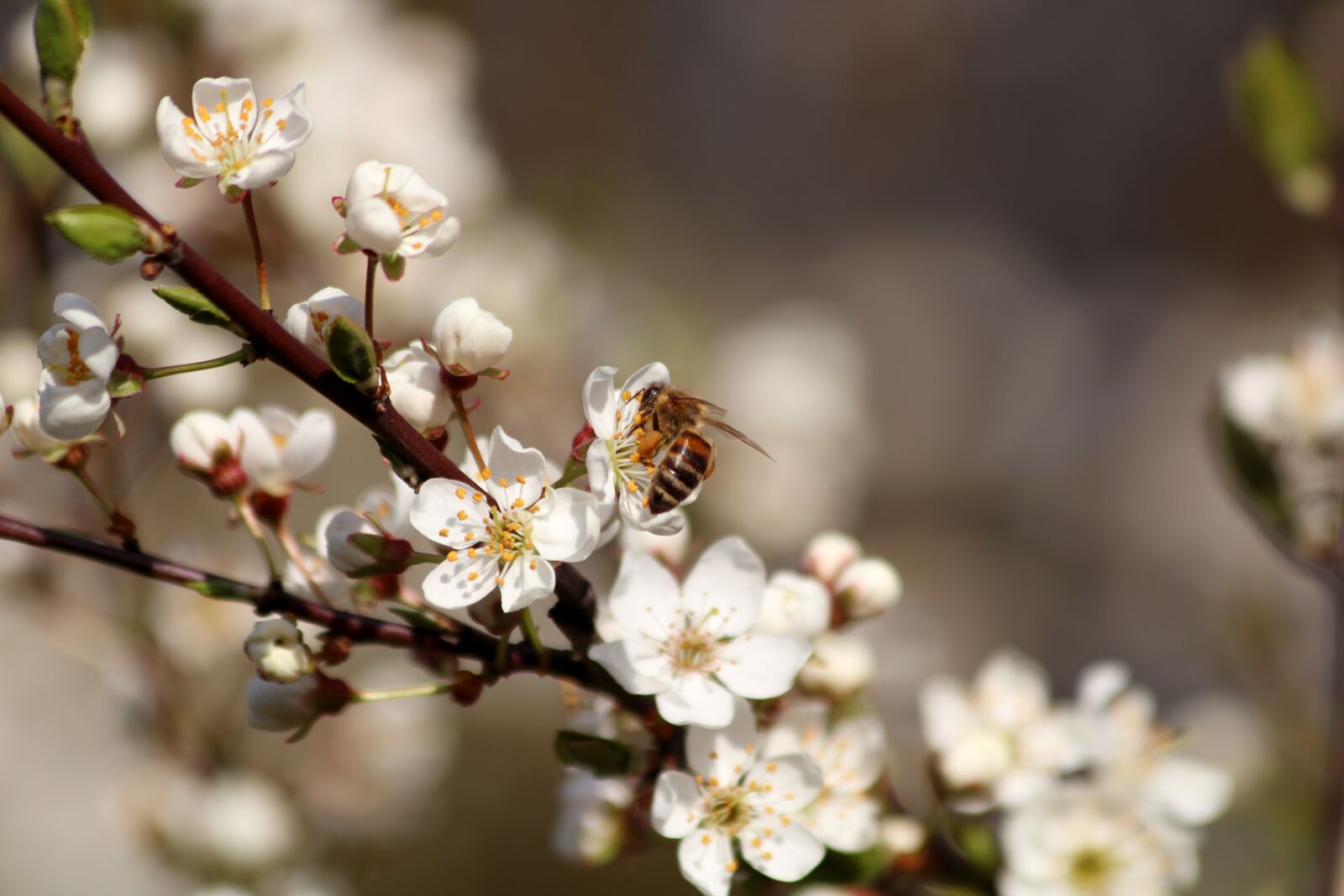 Canon EOS 750D (EOS Rebel T6i / EOS Kiss X8i) sample photo. Blossoming cherry, white flowers photography