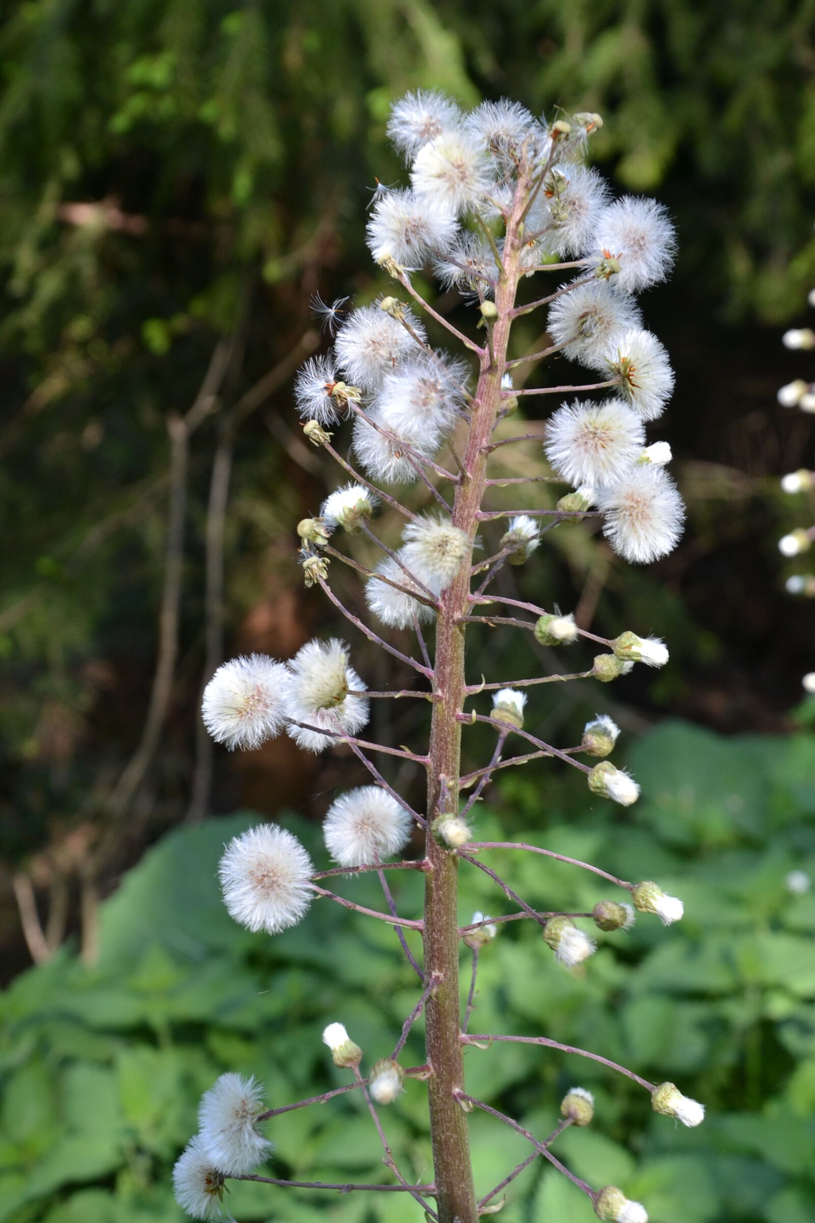 Nikon D3100 sample photo. Inflorescence, de, seeds photography