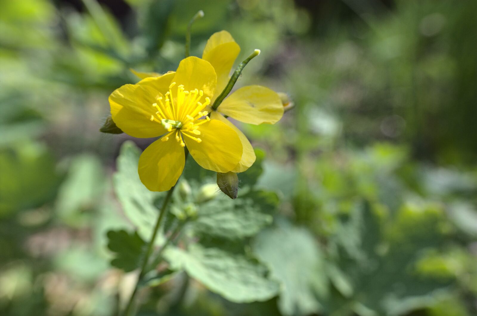 Nikon D40 sample photo. Celandine, flower photography