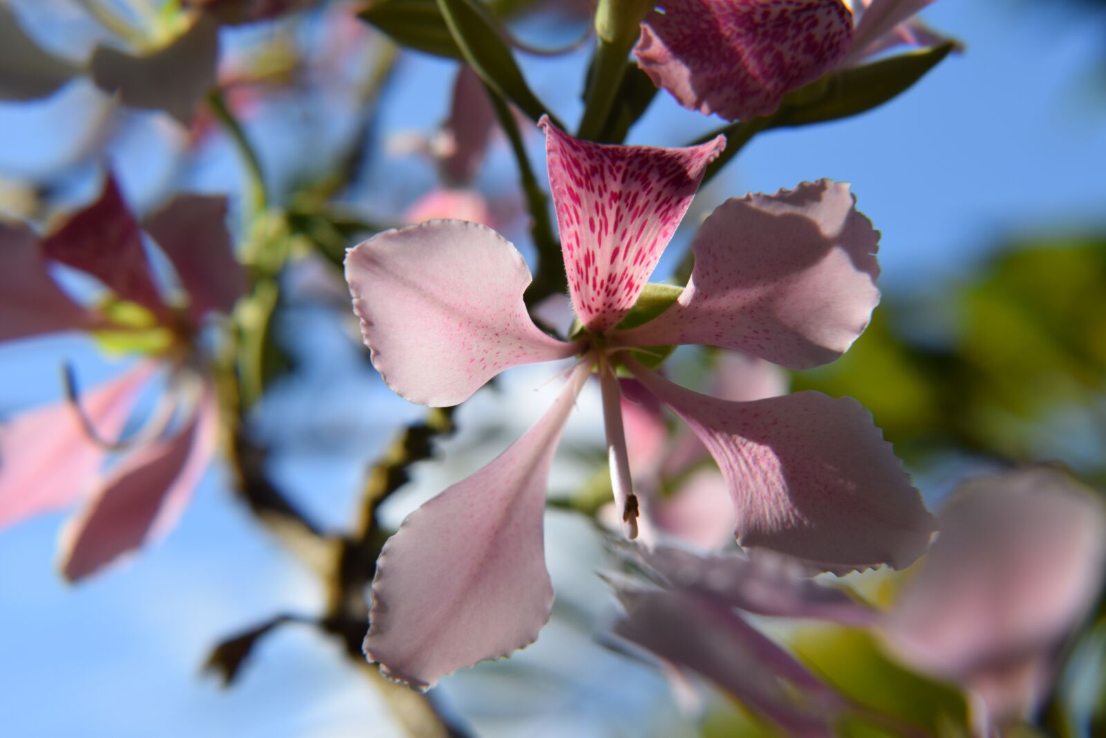 Nikon D5300 sample photo. Nature, plant, orchid photography