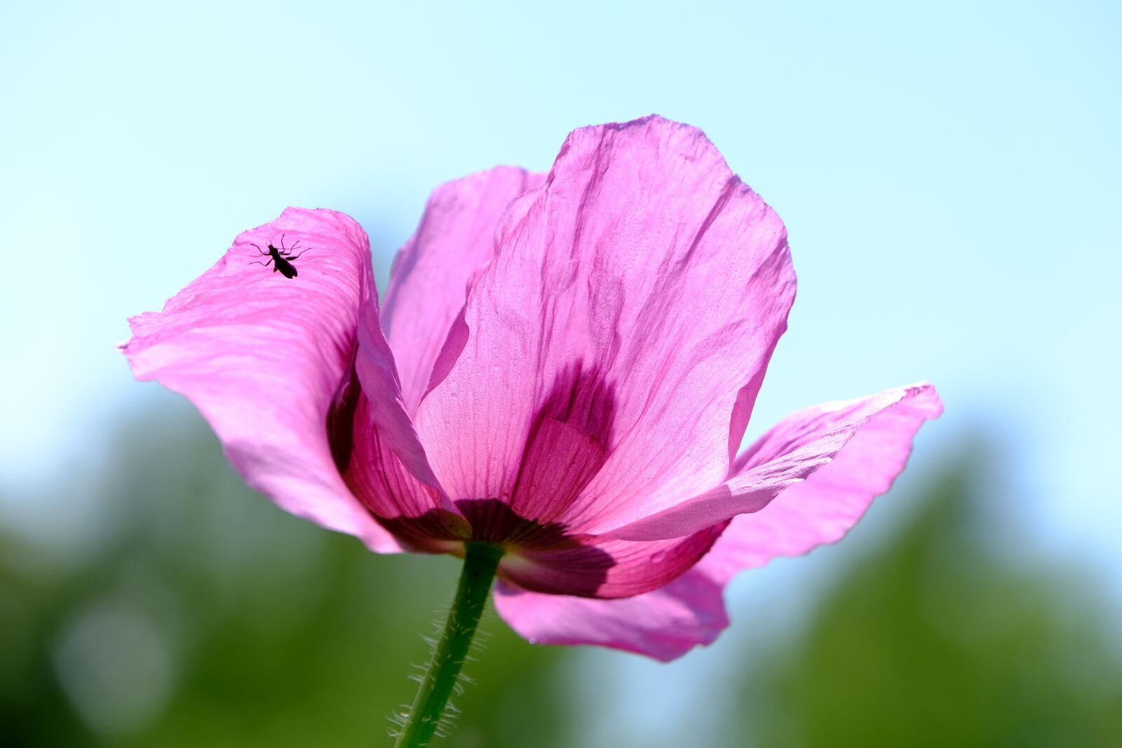 Fujifilm X-T3 sample photo. Poppy, violet, poppy flower photography
