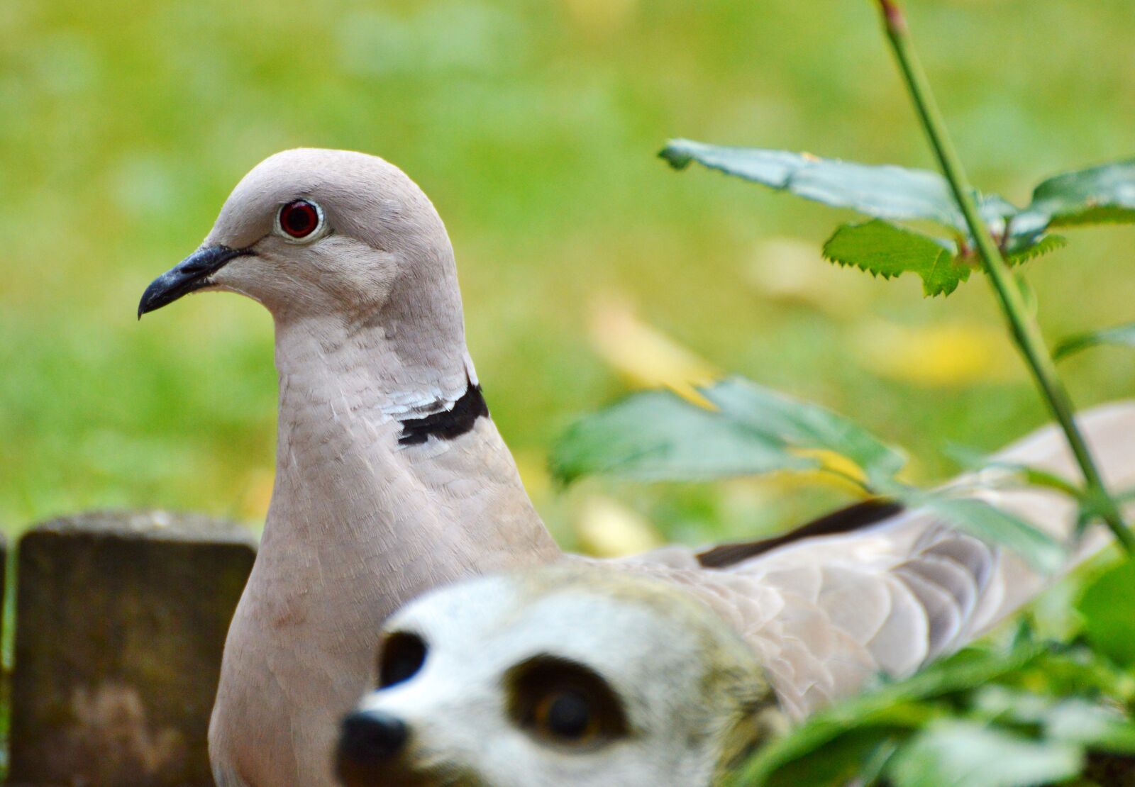 Nikon D3200 sample photo. Dove, collared, bird photography