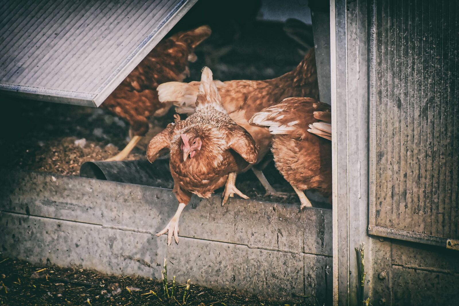 Nikon D7200 sample photo. Chickens, poultry, free running photography