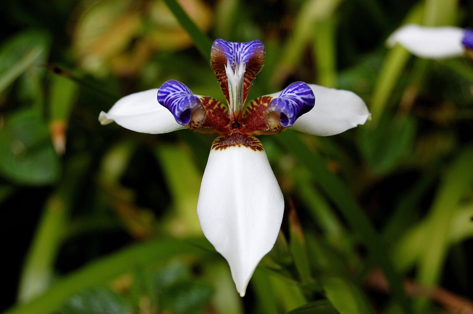 Nikon D40 sample photo. Iris, flower, nature photography
