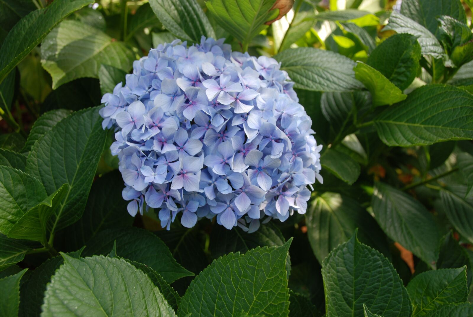 Nikon D80 sample photo. Beauty, nature, flower photography