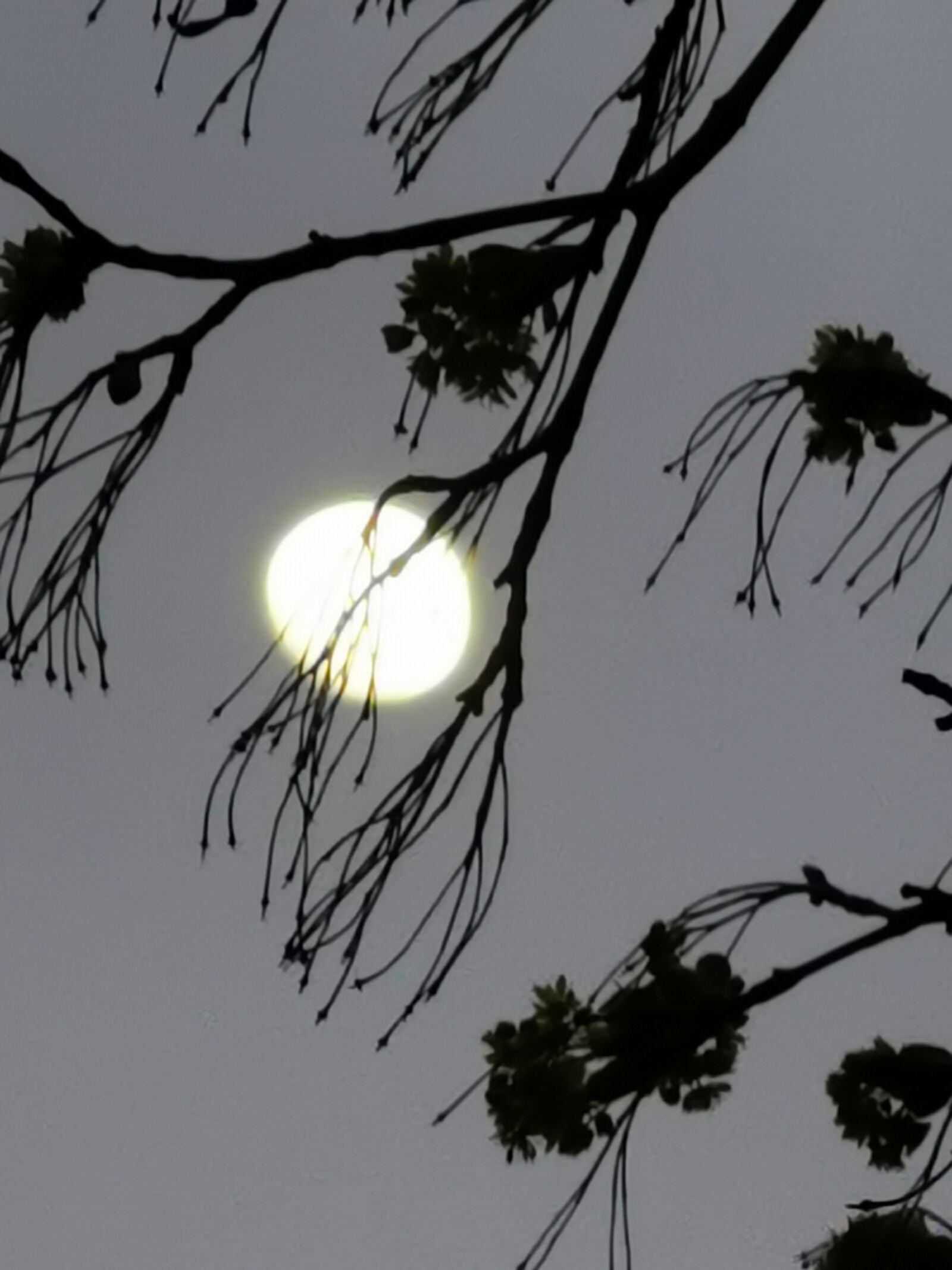 HUAWEI P30 Pro sample photo. Moon, tree, full moon photography