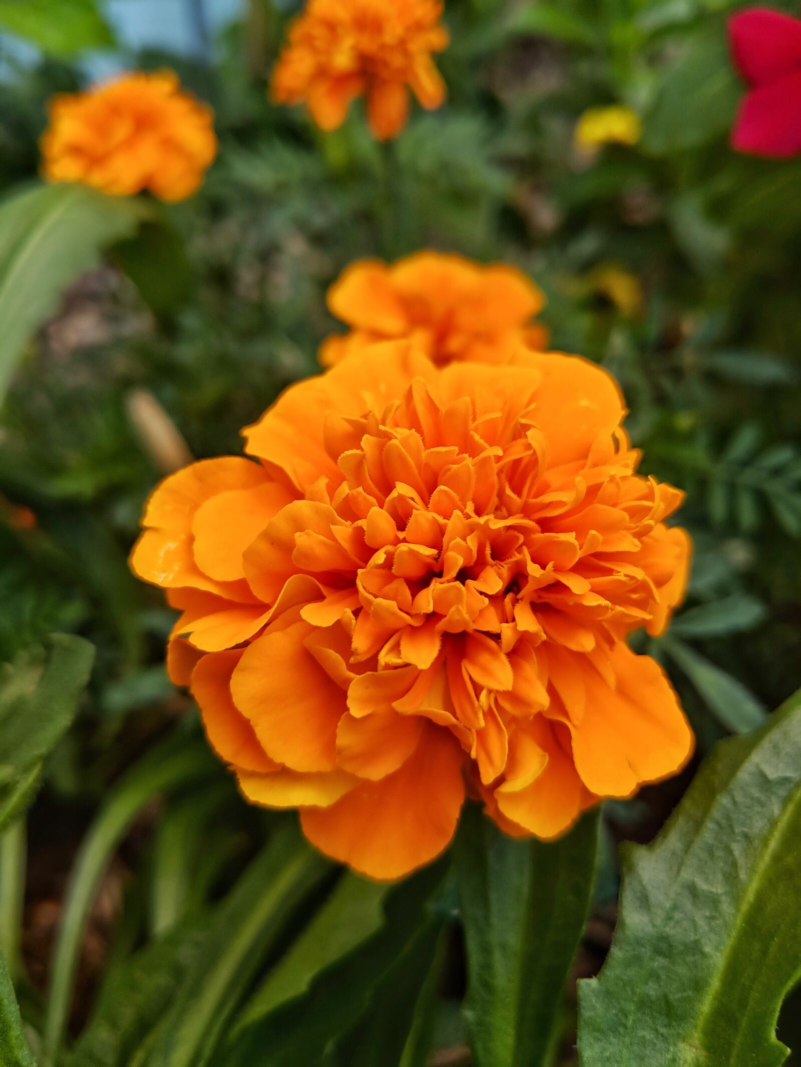 Google Pixel 2 XL sample photo. Orange, flower, plant photography