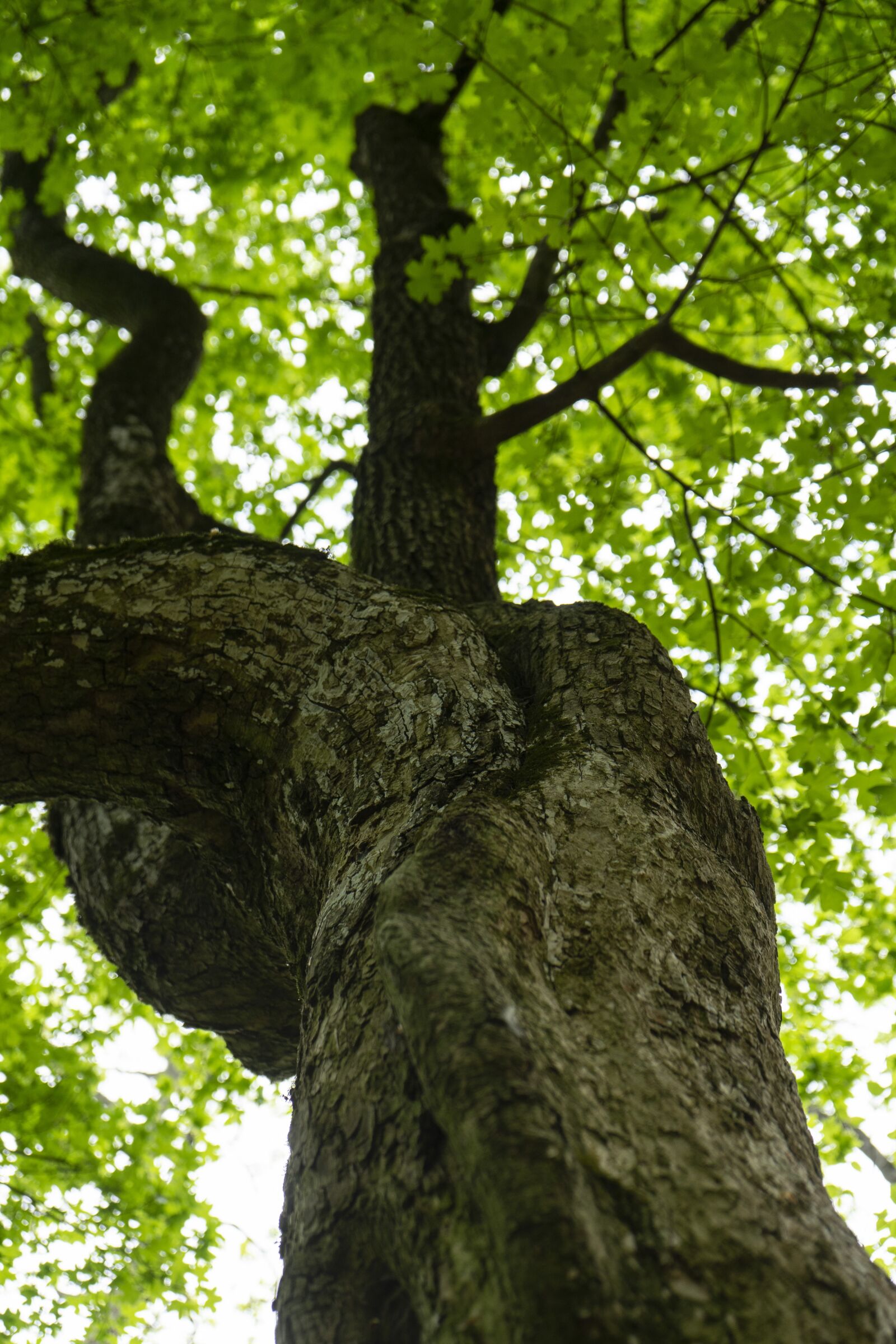 Sony a7 II sample photo. Wood, cramp, foliage photography