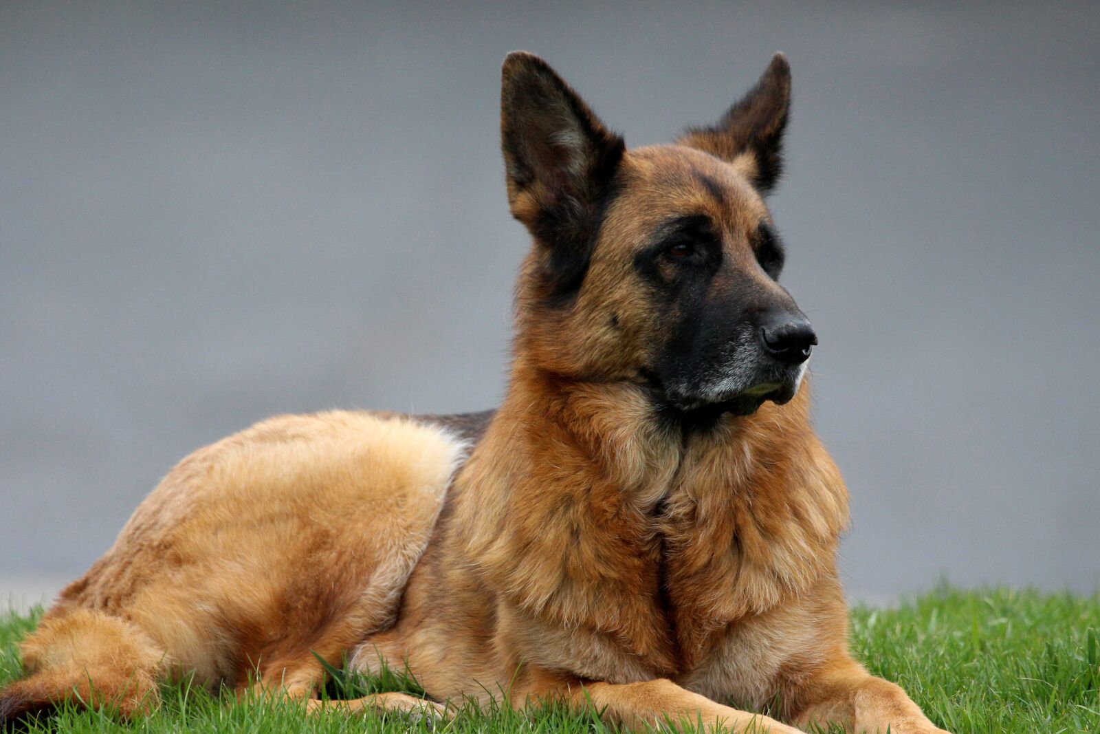 Canon EF 100-400mm F4.5-5.6L IS USM sample photo. German shepherd, pet, portrait photography