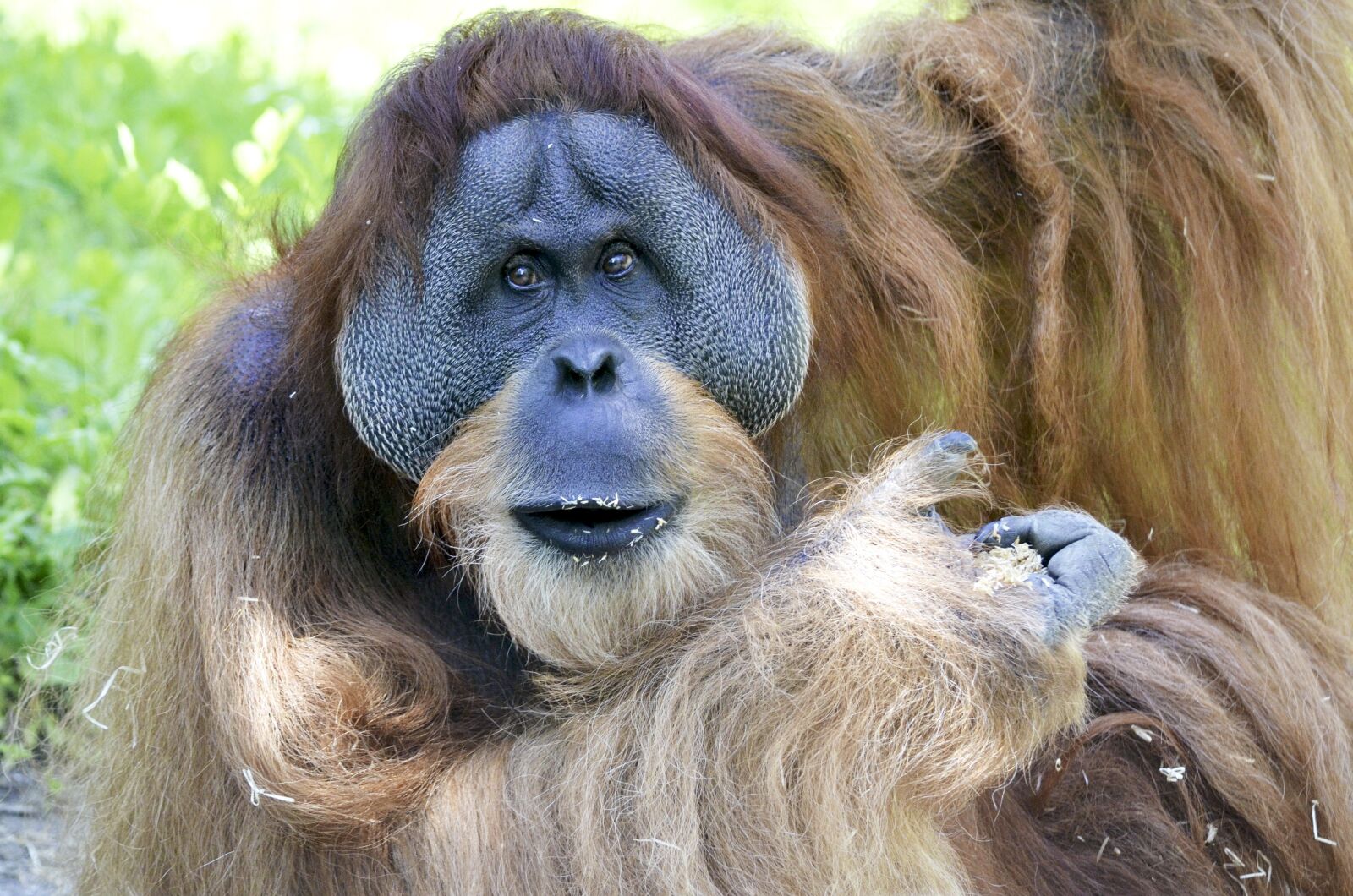 Nikon D5100 sample photo. Orang utan, forest human photography