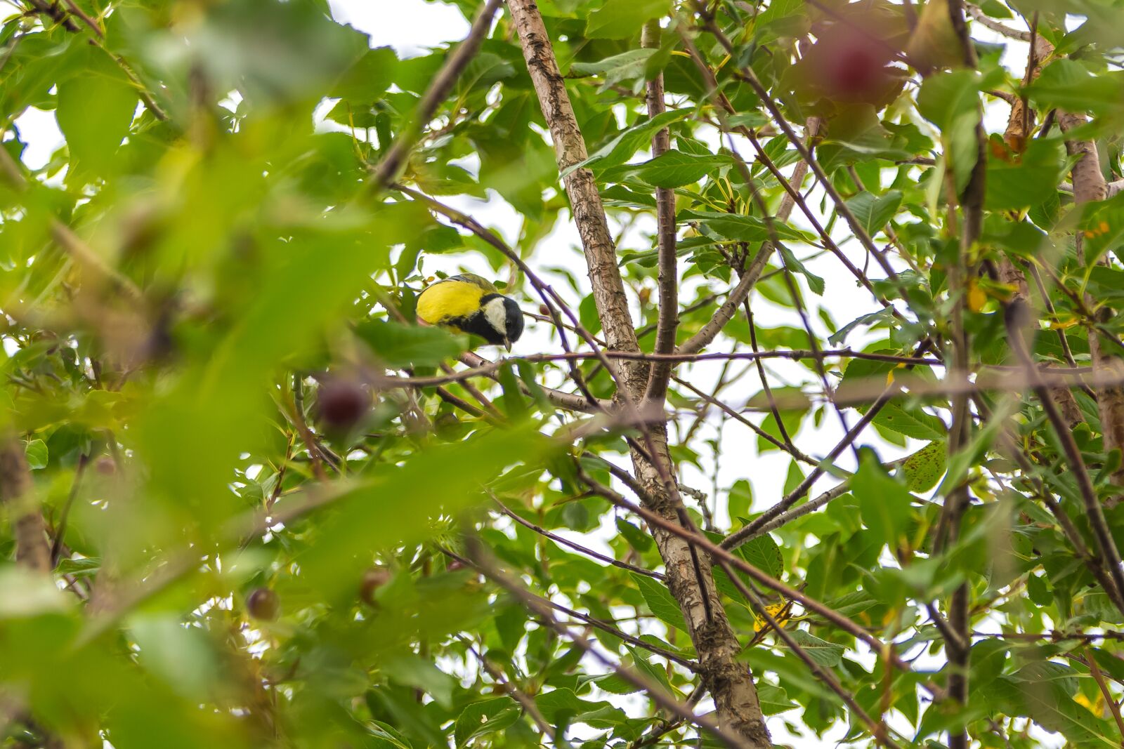 Nikon D7200 sample photo. Cherry, bush, garden photography