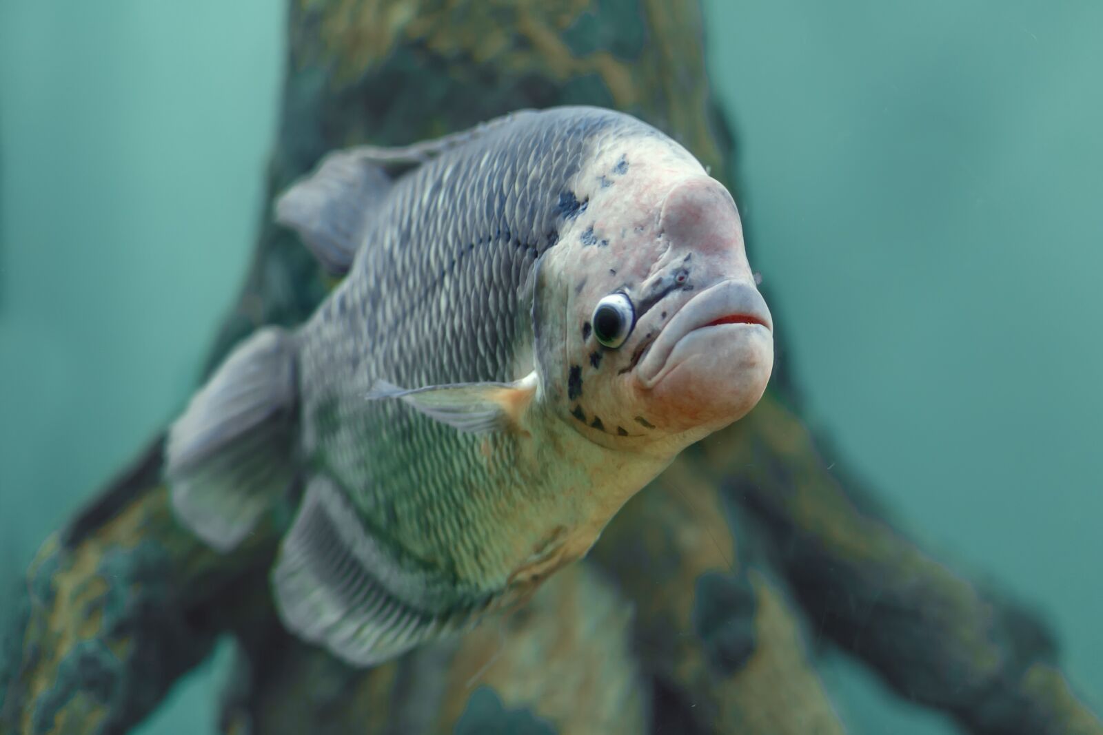 Canon EF 85mm F1.8 USM sample photo. Fish, aquarium, water photography