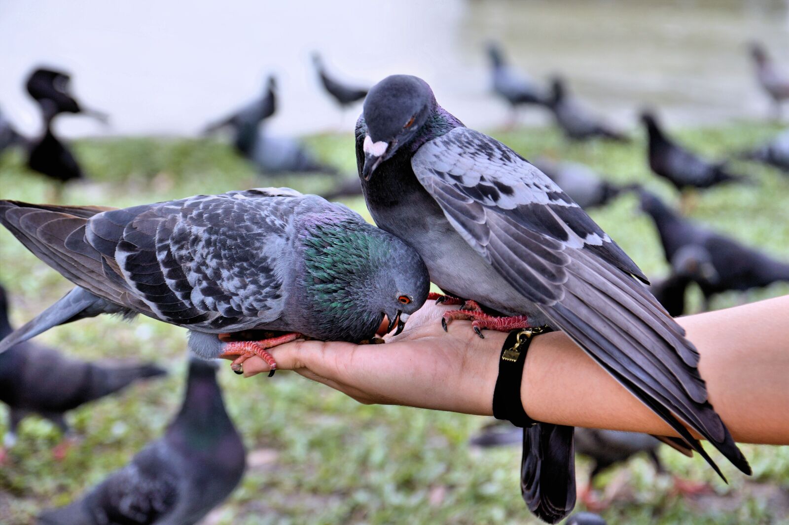Nikon D3200 sample photo. Bird, eating, feeding photography
