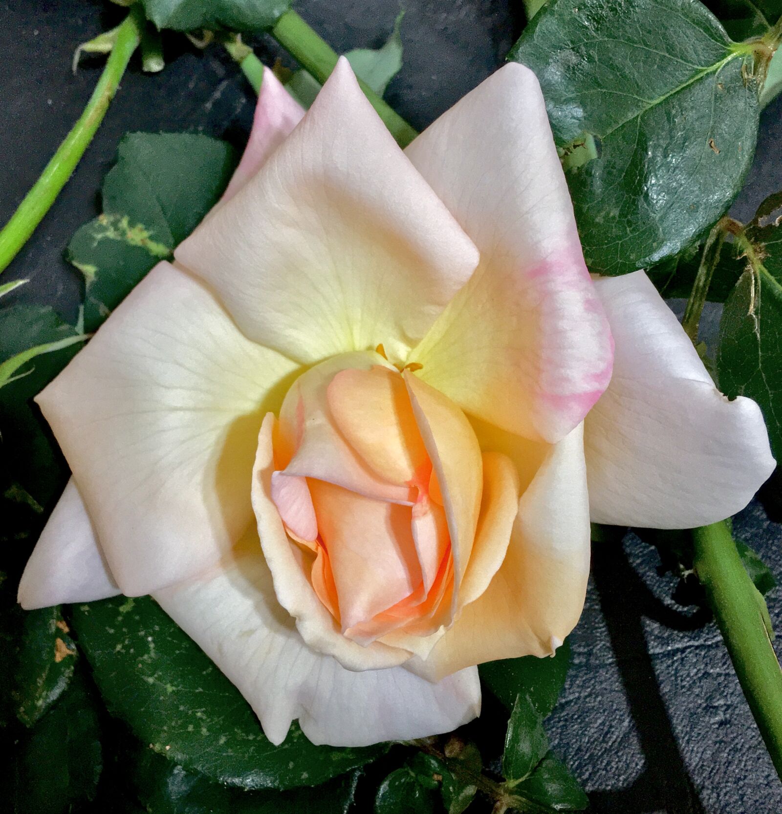 Apple iPhone 6s Plus sample photo. White rose, white flower photography