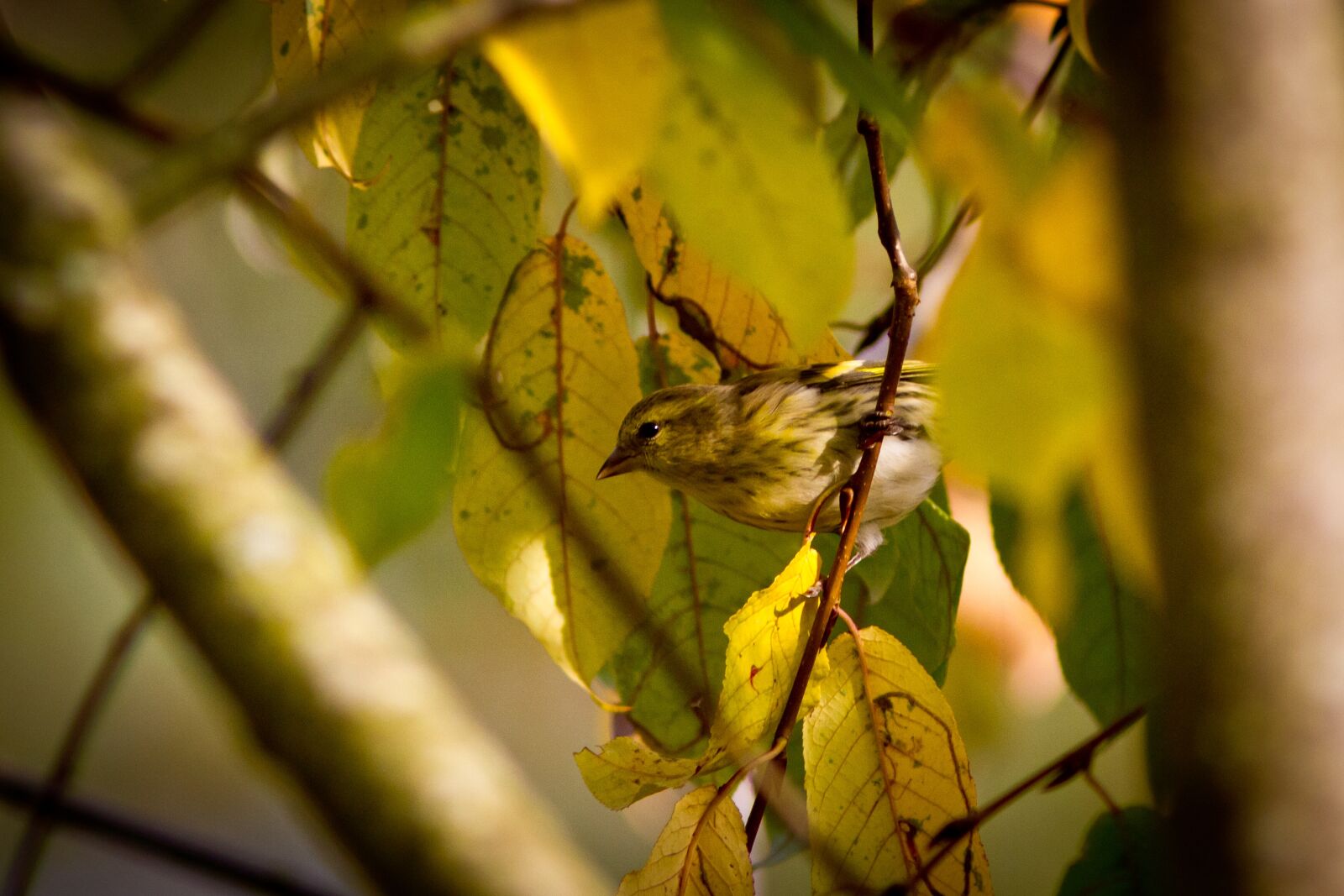 Canon EOS 7D + Canon EF 300mm F4L IS USM sample photo. Green sparrow, tree, autumn photography