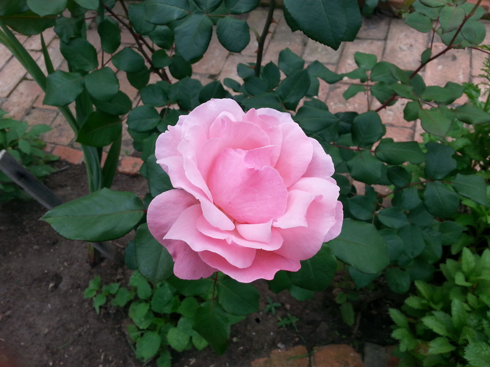 Samsung Galaxy S3 sample photo. Pink, rose, rose photography