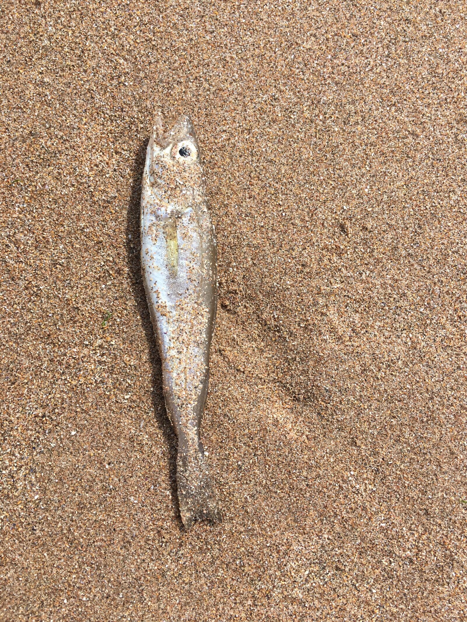 Apple iPhone 6s sample photo. Fish, beach, sand photography