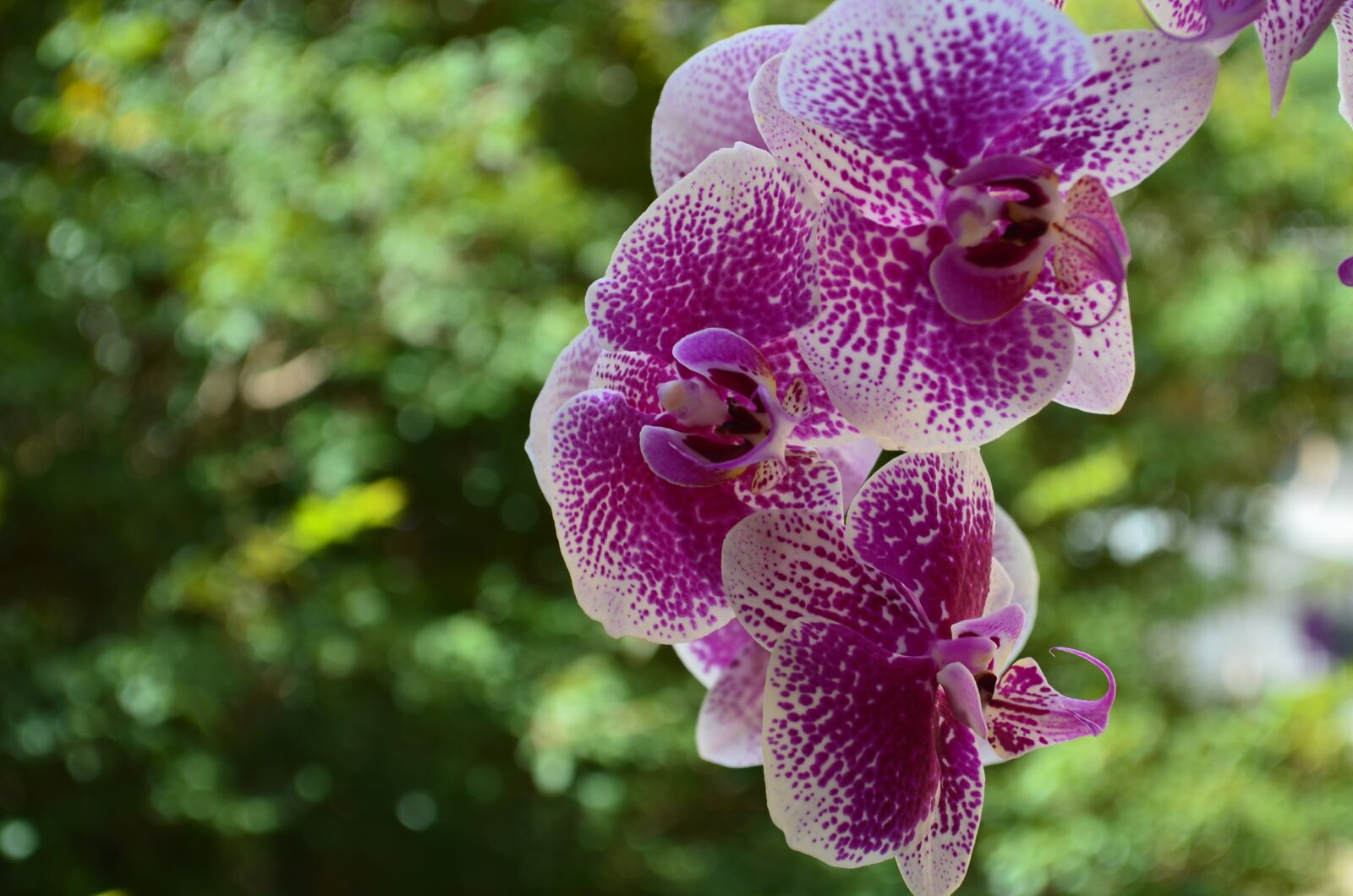 Nikon D7000 sample photo. Nature, day, flower photography