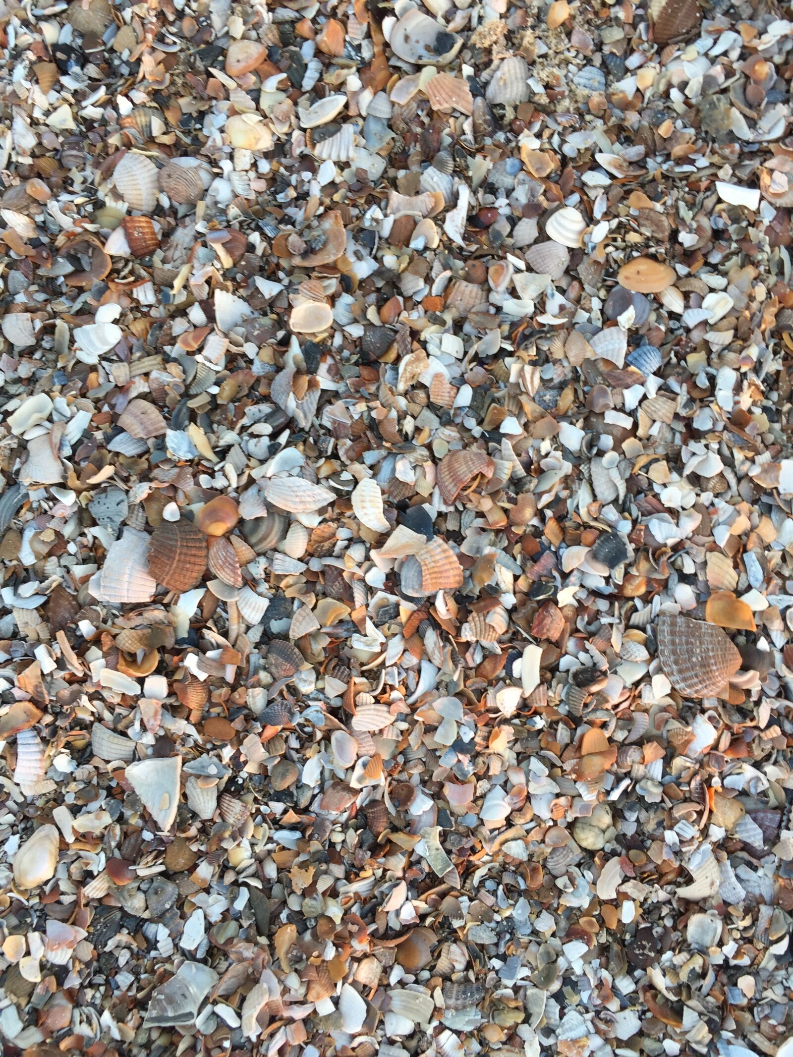 iPhone 6 Plus back camera 4.15mm f/2.2 sample photo. Beach, mussels, sea photography