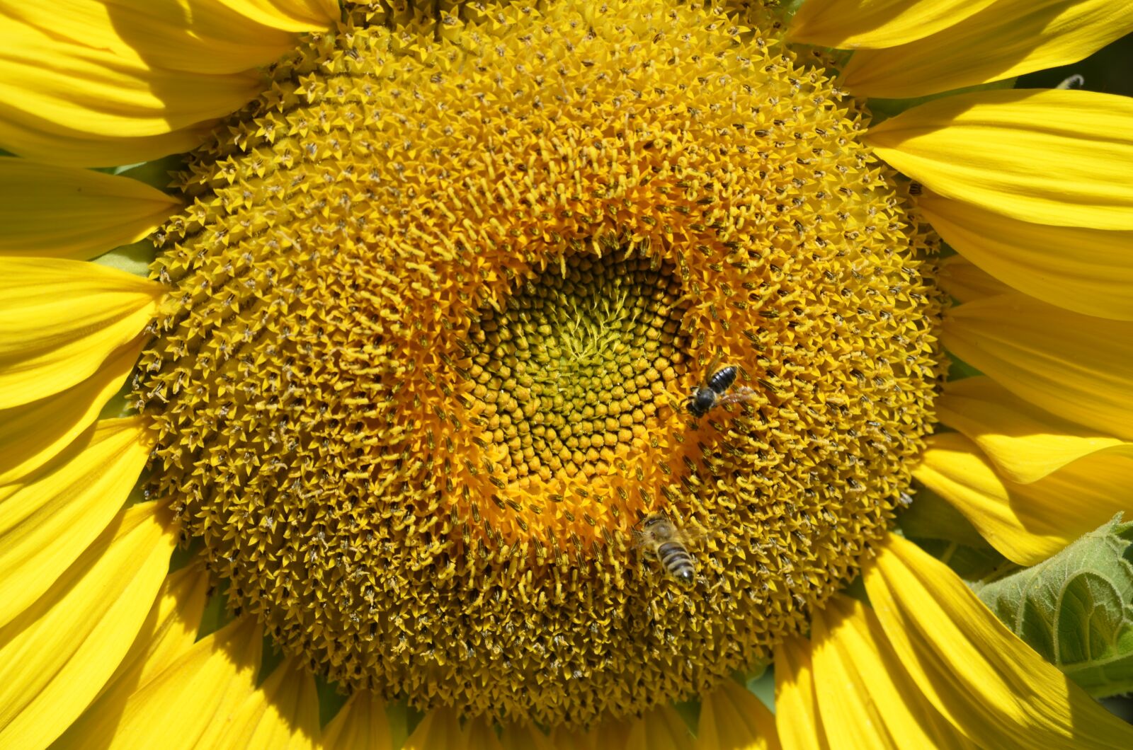 Nikon D5100 sample photo. Sunflower, close up, summer photography