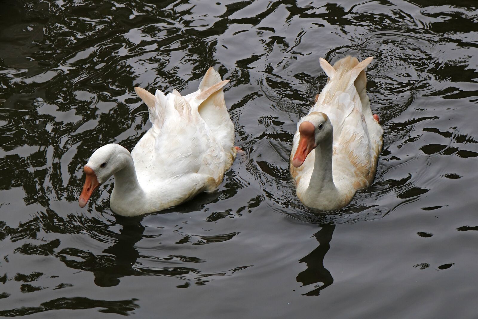 Canon EOS 750D (EOS Rebel T6i / EOS Kiss X8i) sample photo. Bird, water, duck photography