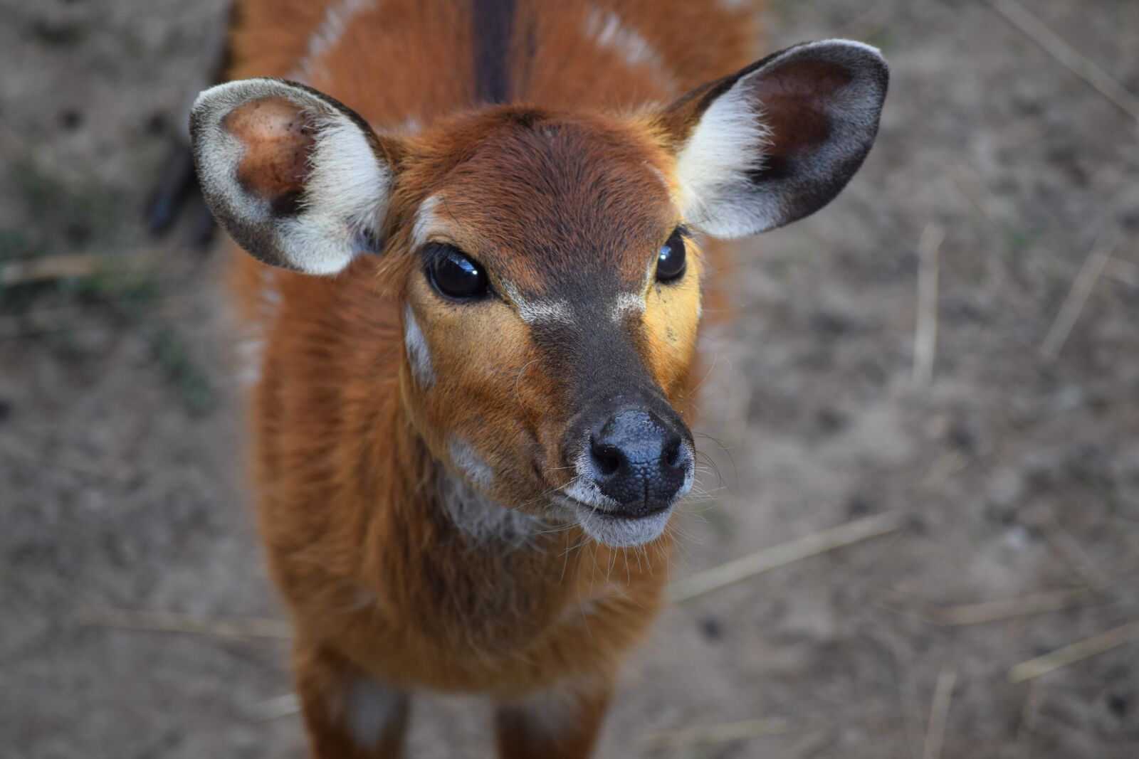 Nikon D3300 sample photo. Deer, doe, ungulates photography