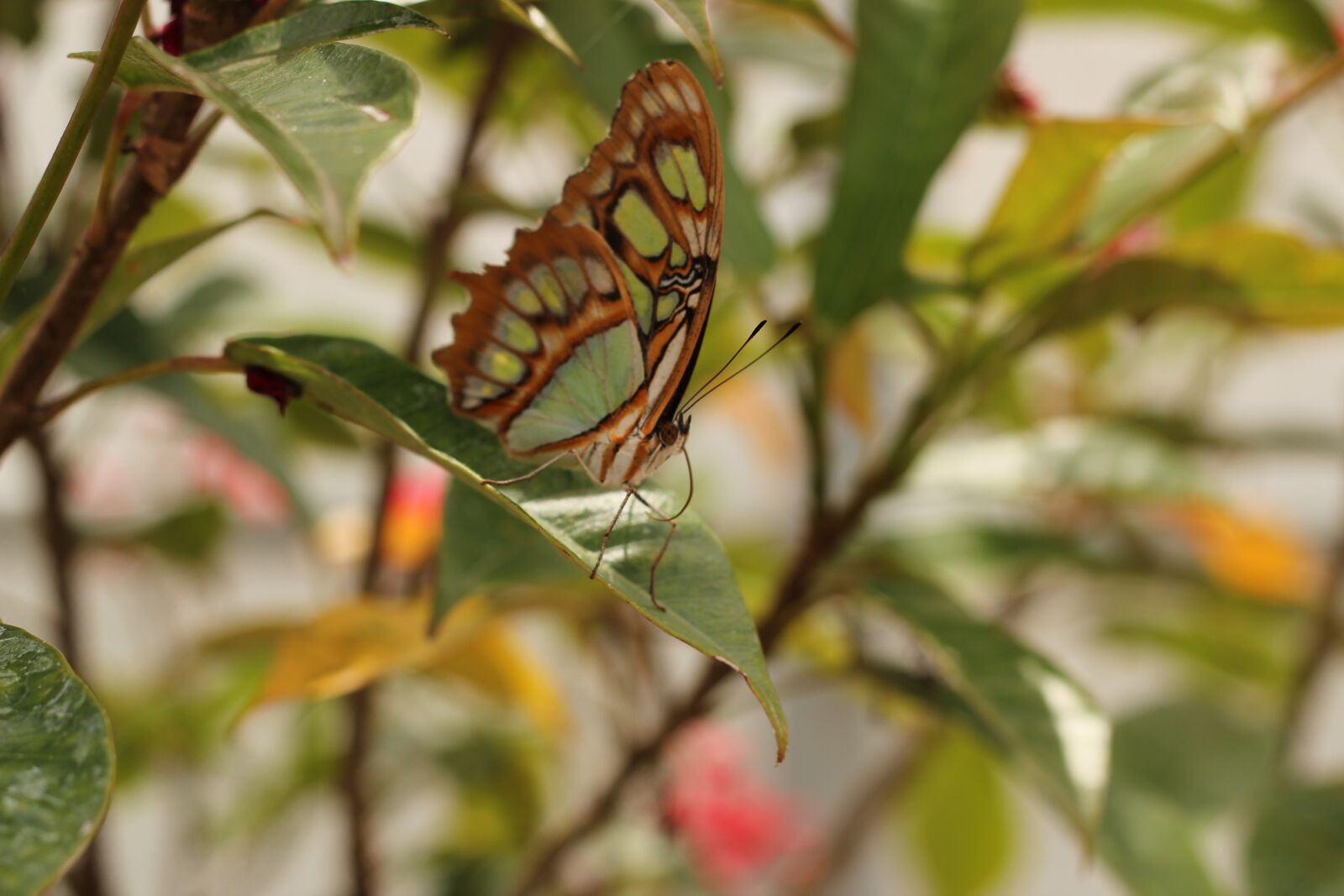 Canon EOS 550D (EOS Rebel T2i / EOS Kiss X4) sample photo. Butterfly, green, plant photography