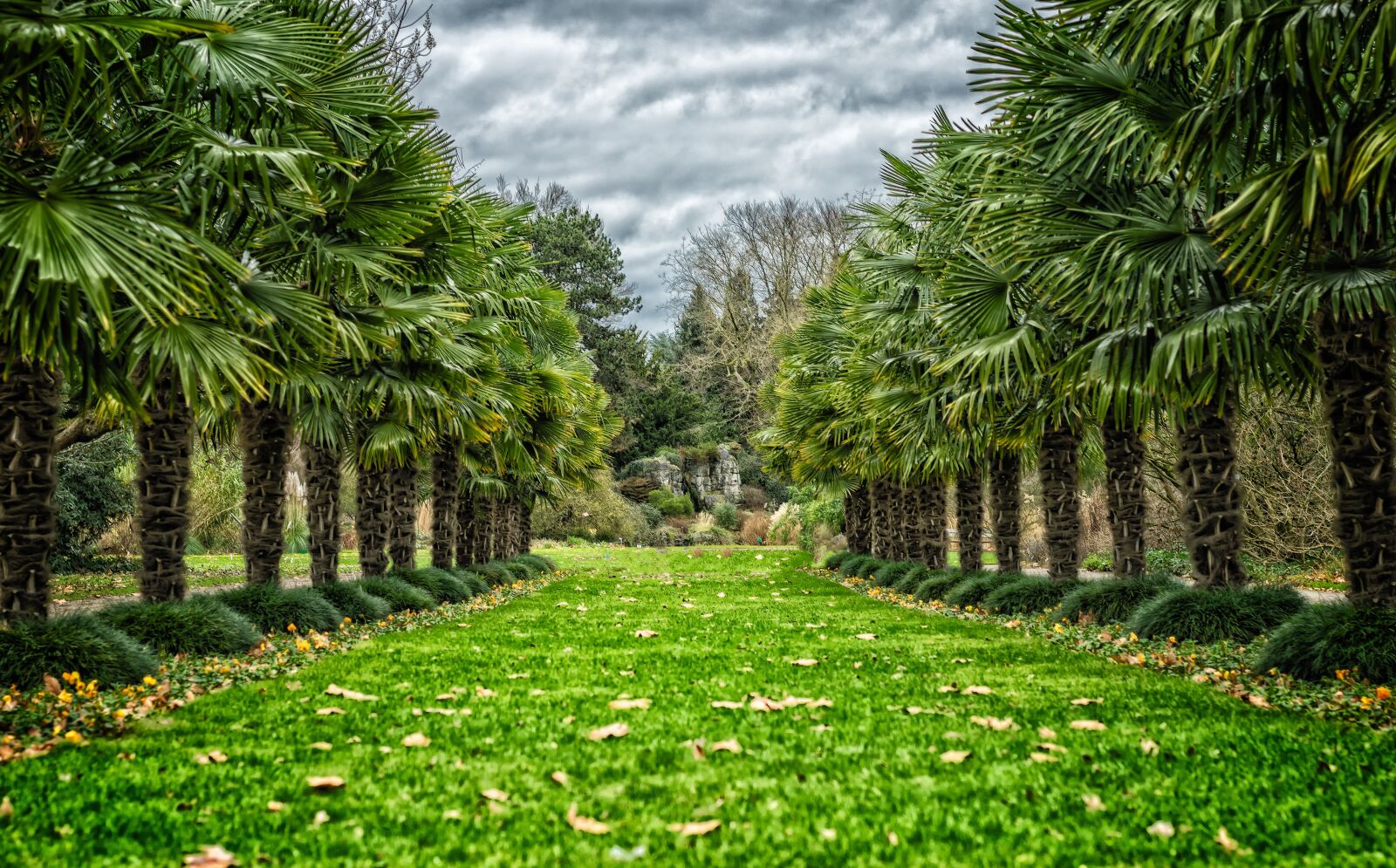 Nikon D3300 sample photo. Avenue, palm trees, trees photography
