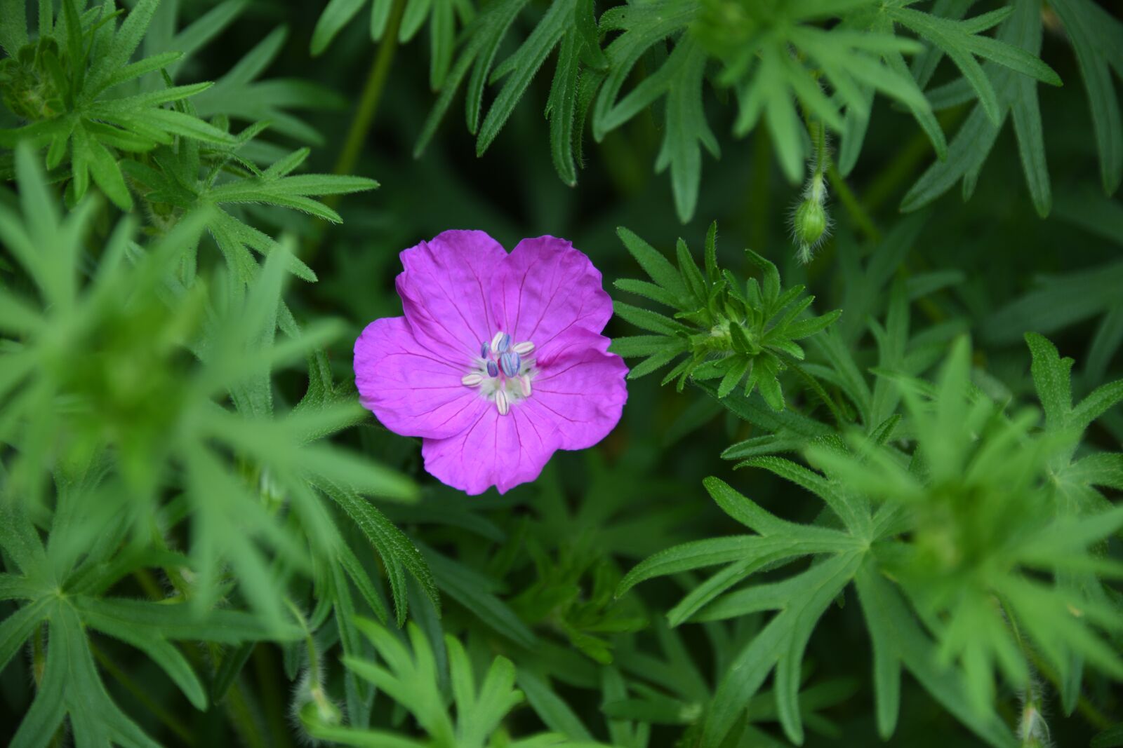 Nikon D850 sample photo. Flower, pink, purple photography