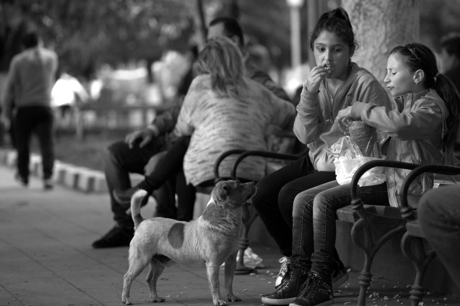 Canon EOS 450D (EOS Rebel XSi / EOS Kiss X2) sample photo. Kids, dog, street photography