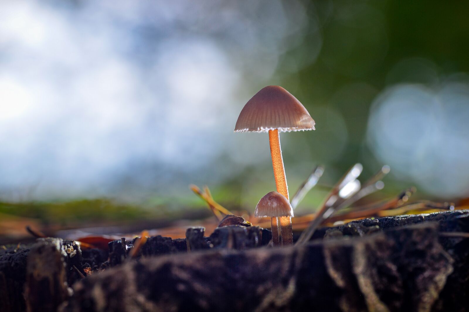 Nikon Df sample photo. Autumn, mushroom, nature photography