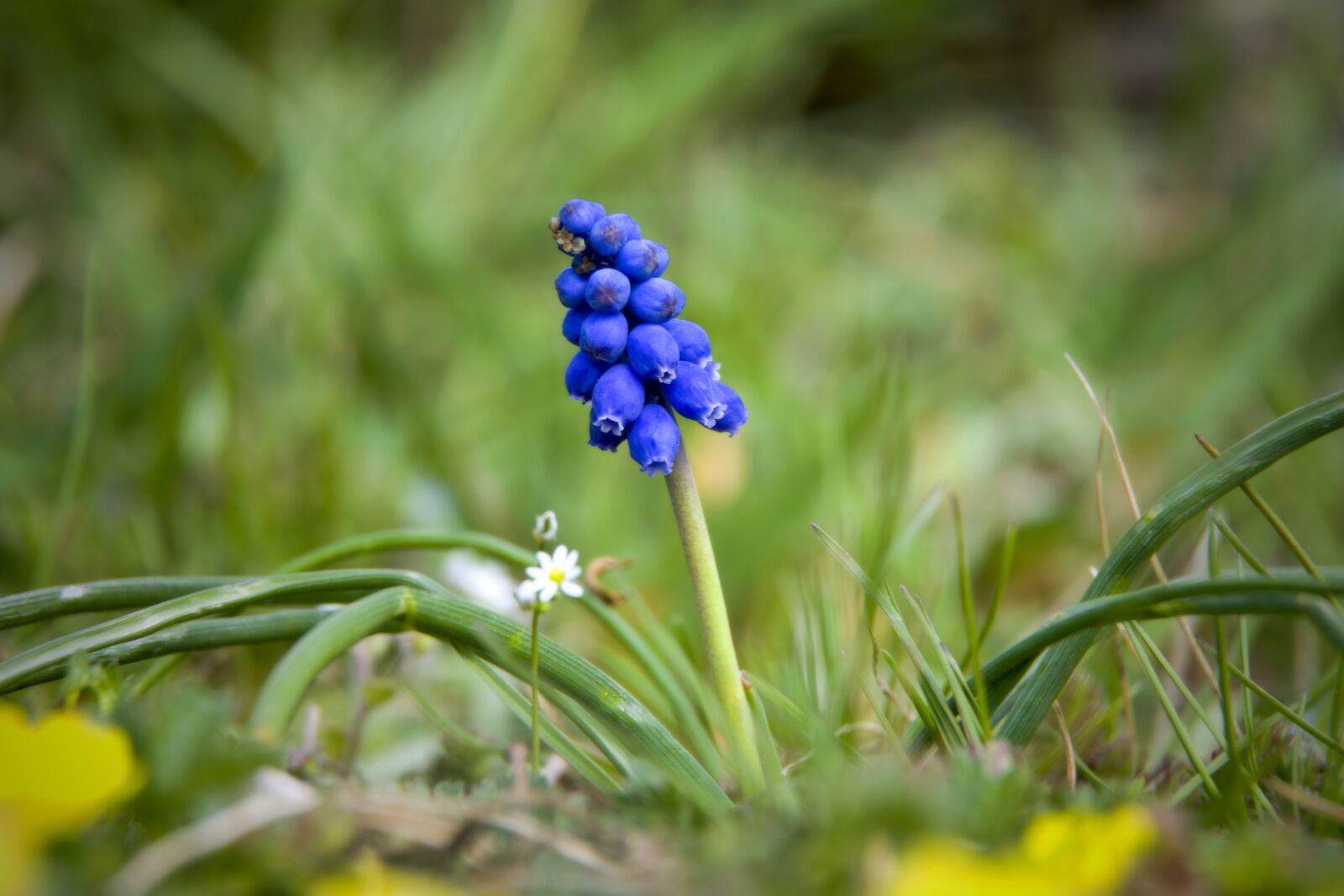 Nikon D5300 sample photo. Muscari, flower, blue photography