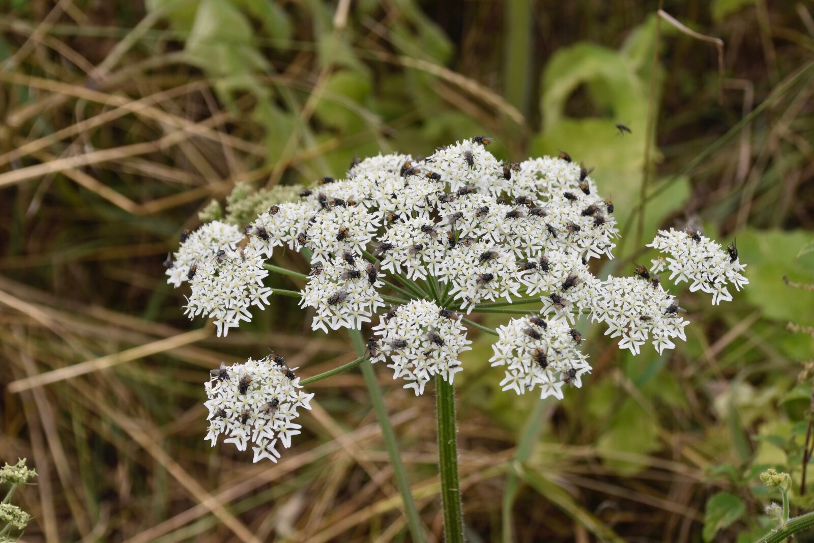 Nikon D5600 sample photo. Plant hemlock, herbaceous biennial photography