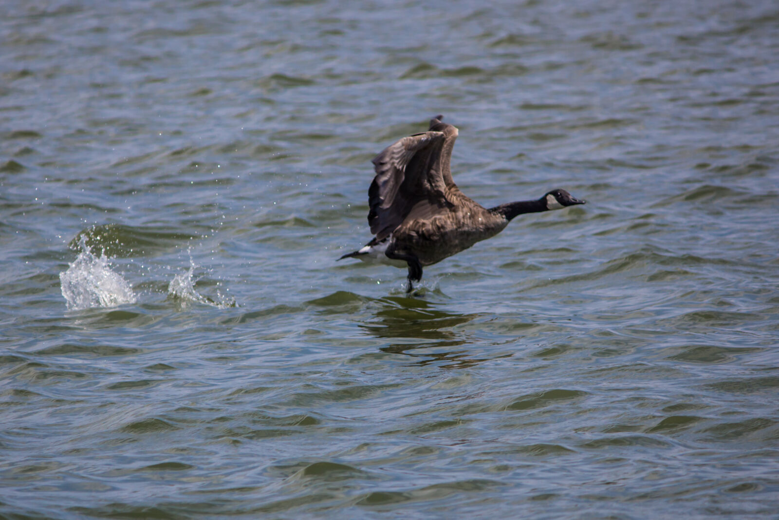 Canon EOS 600D (Rebel EOS T3i / EOS Kiss X5) sample photo. Goose photography